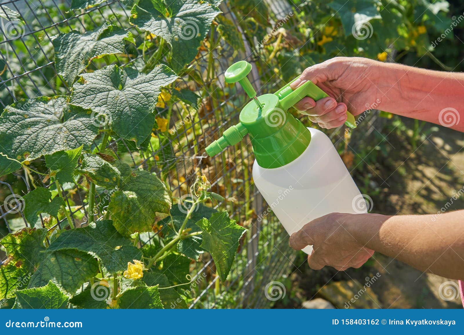insecticides and pesticides for plants insecticides and pesticides for plants