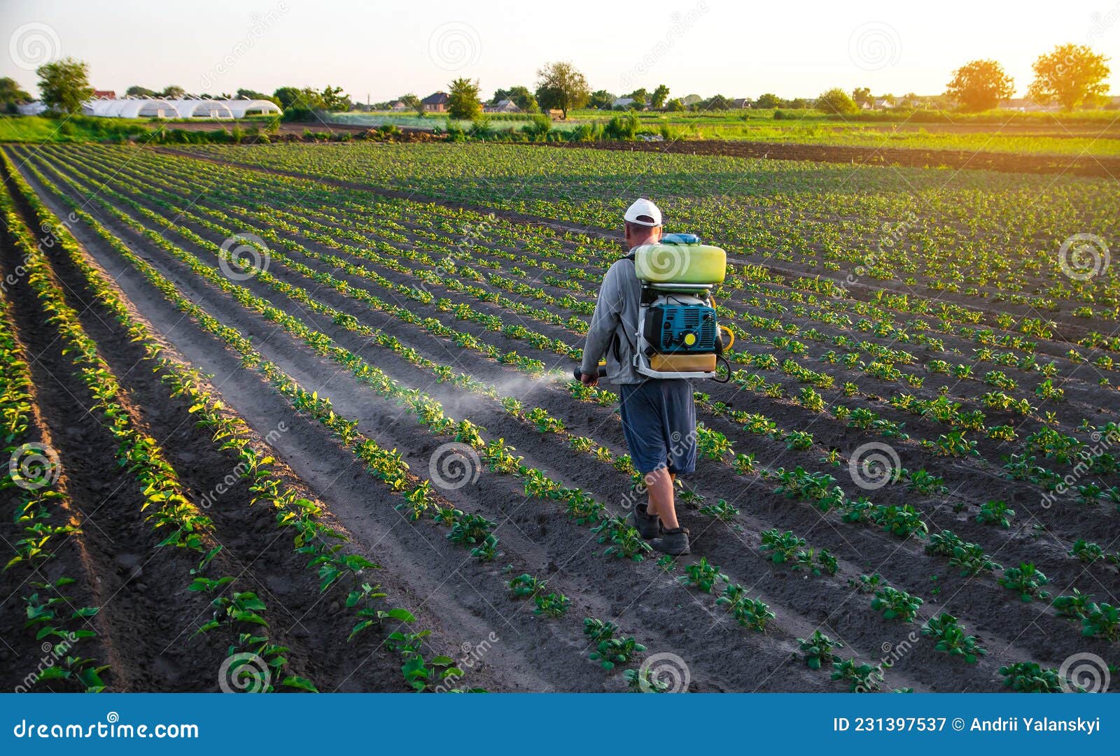 farmer sprays a potato plantation with a sprayer. chemical treatment. mist sprayer, fungicide and pesticide. effective crop