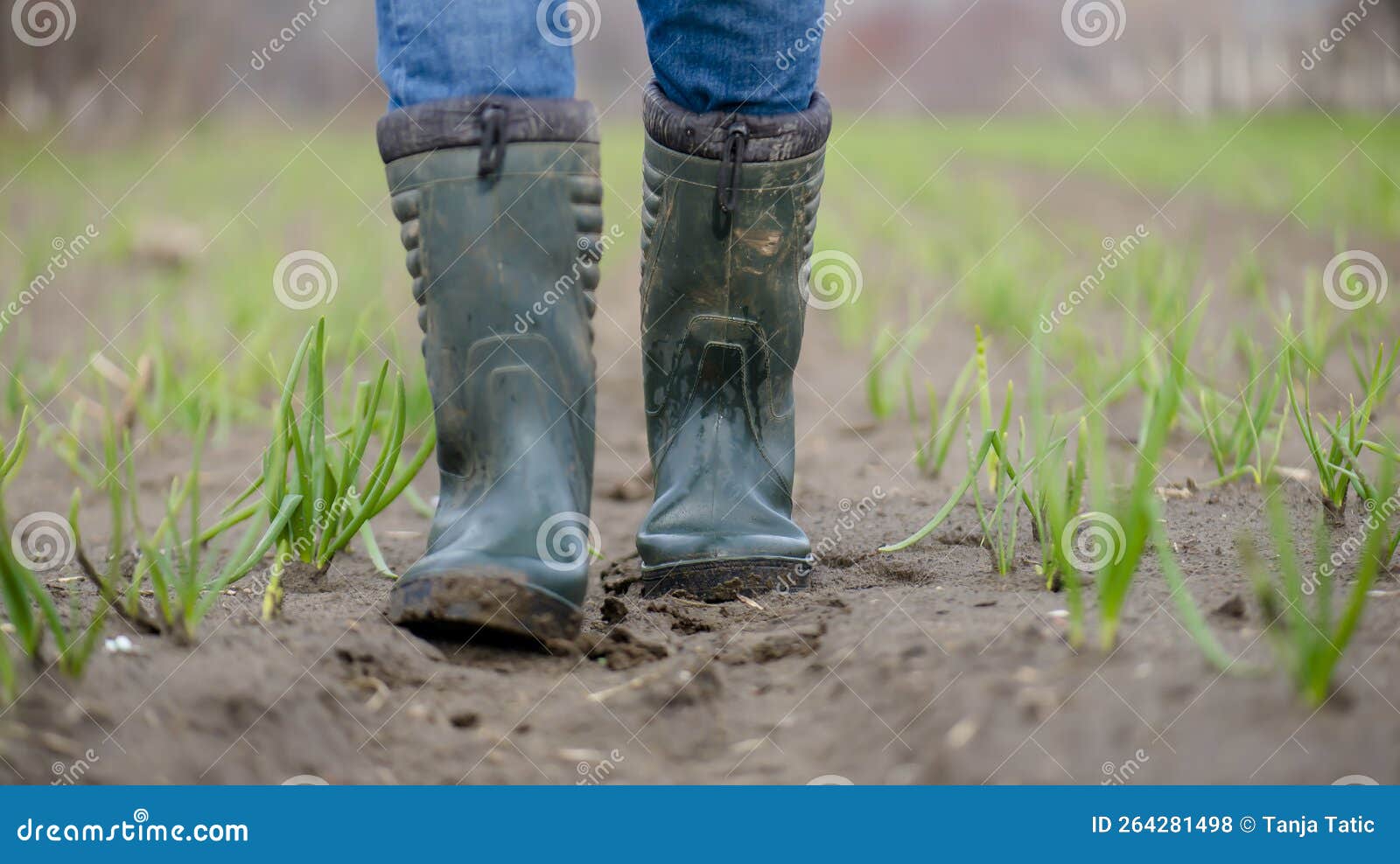 A Farmer Stands in an Onion Field. Stock Photo Image of hiking, fall