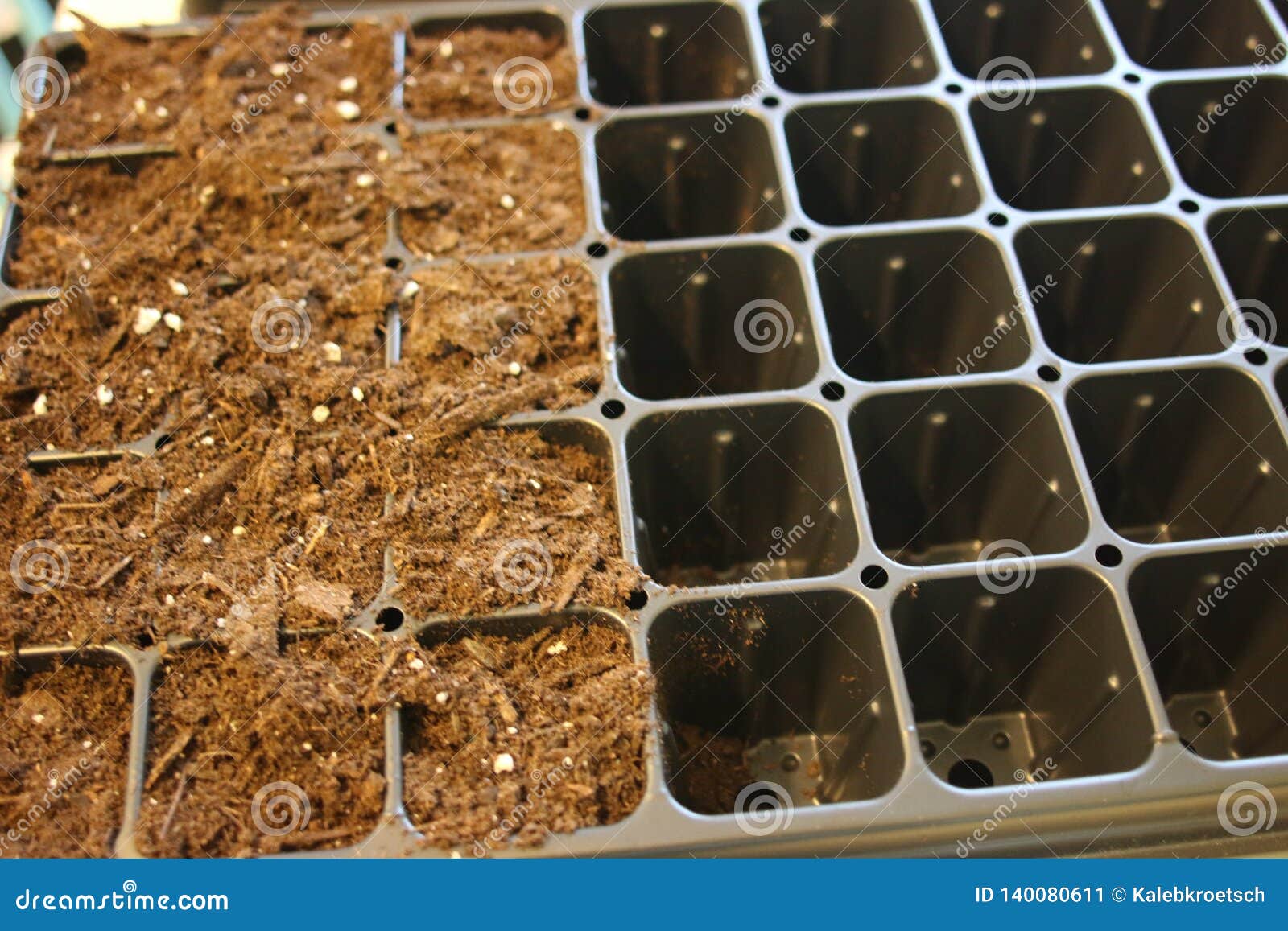 Farmer Starting Tomato Seeds in a Greenhouse Stock Image Image of