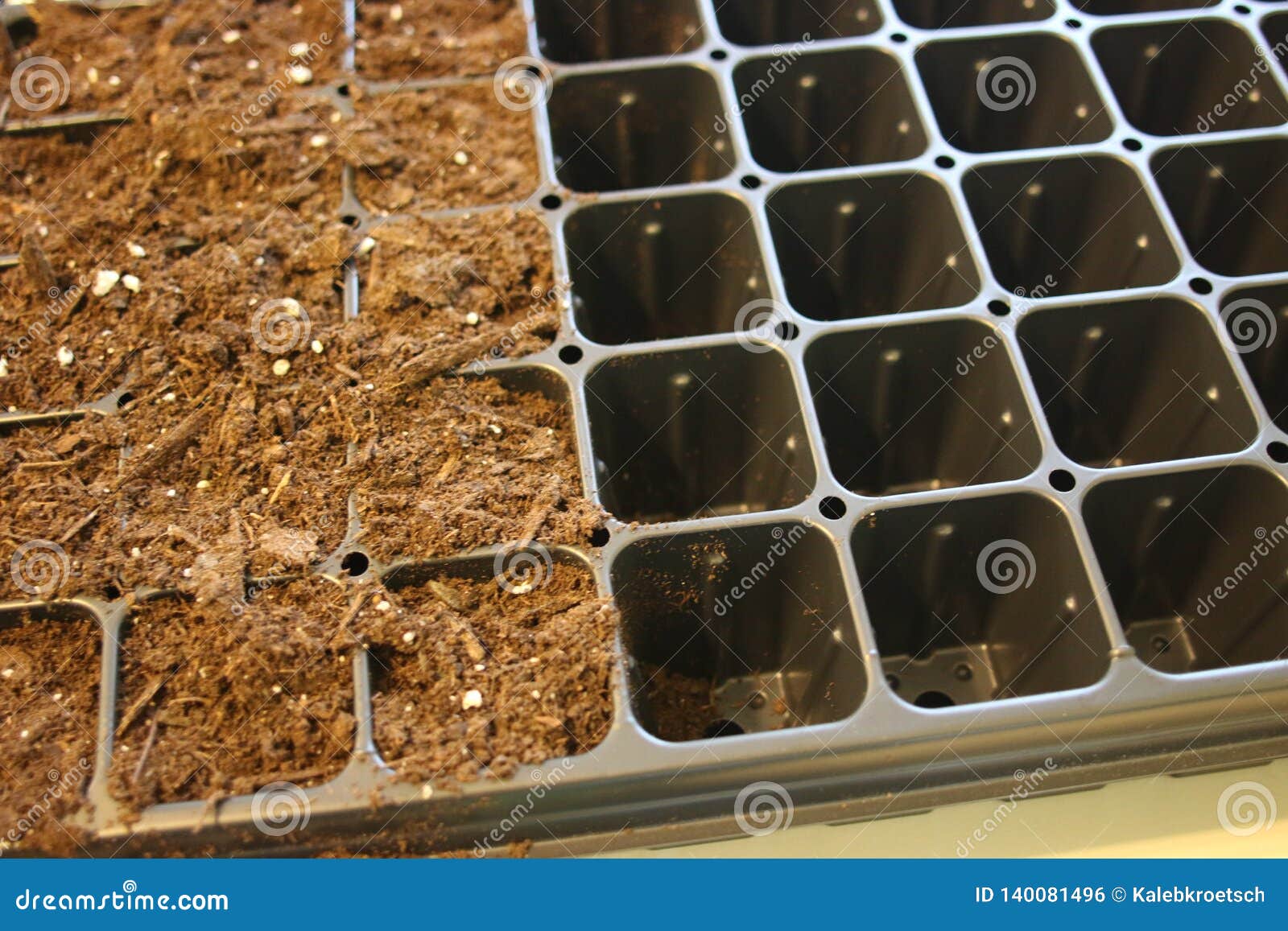 Farmer Starting Tomato Seeds in a Greenhouse Stock Photo Image of