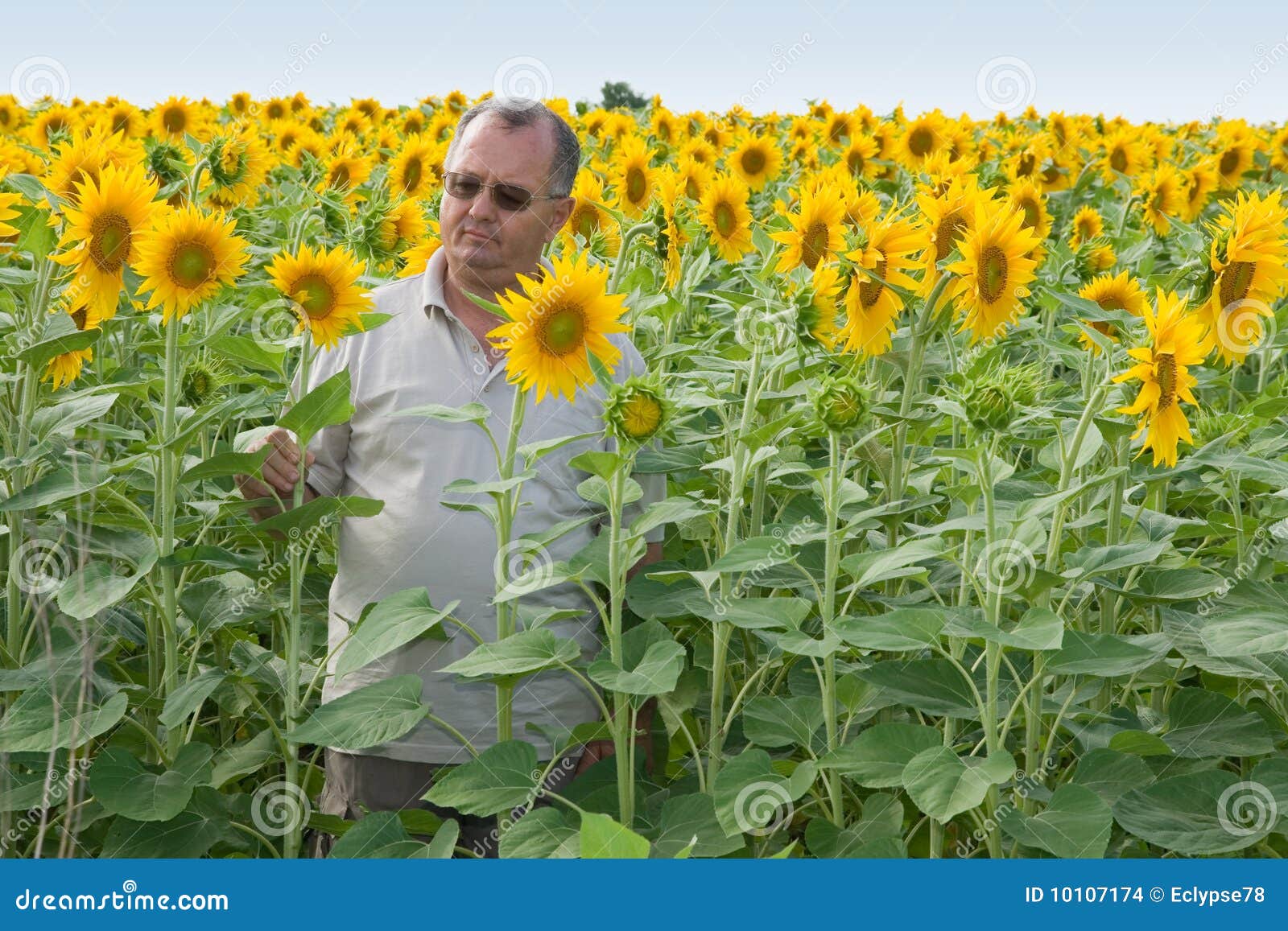 farmer on a sun flower field