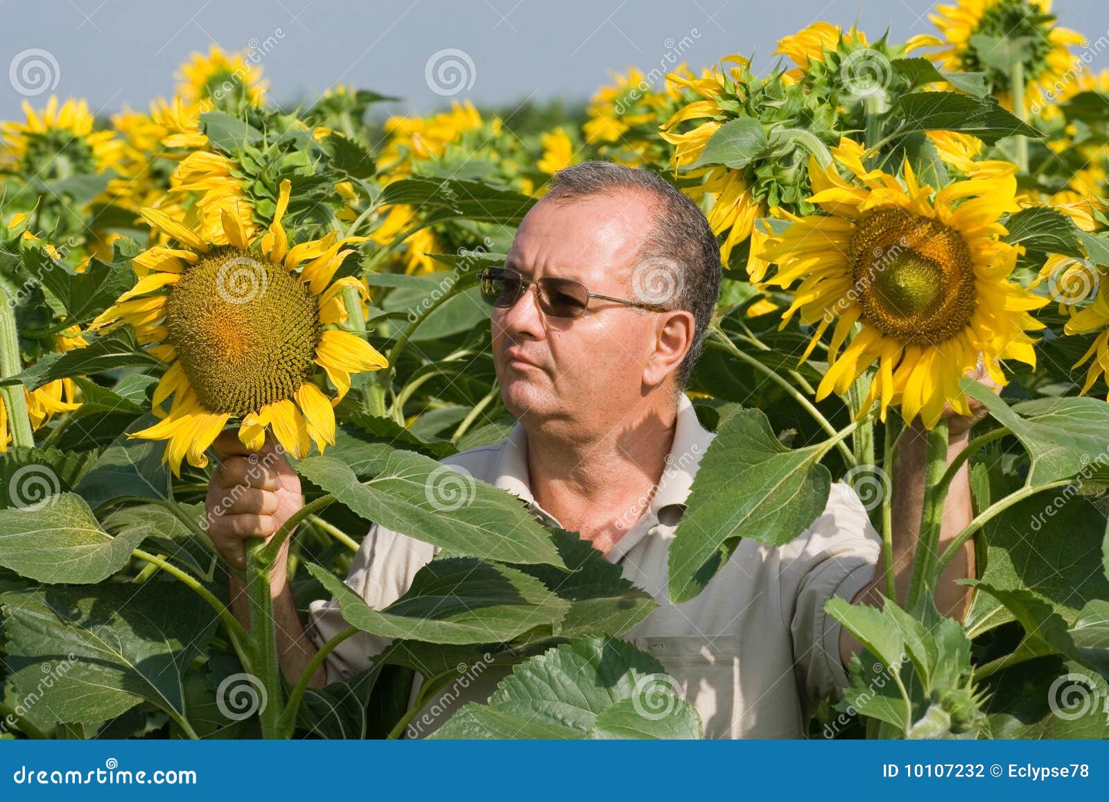 farmer on a sun flower field