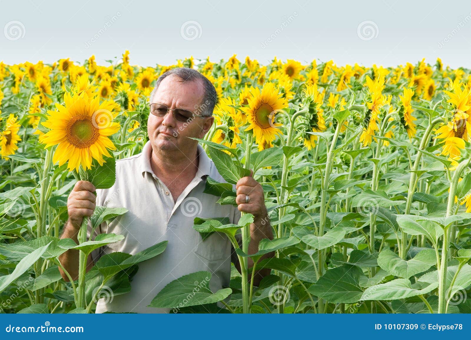 farmer on a sun flower field