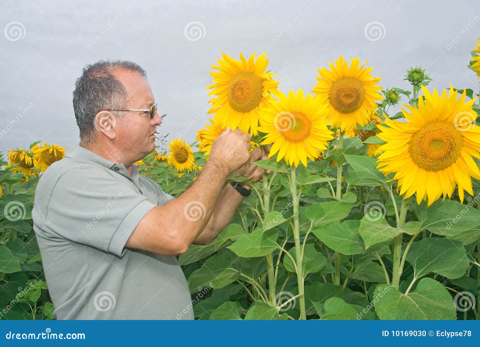farmer on a sunflower field