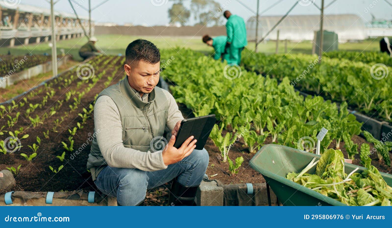 Farmer, Tablet and Greenhouse Plants, Farming and Gardening for