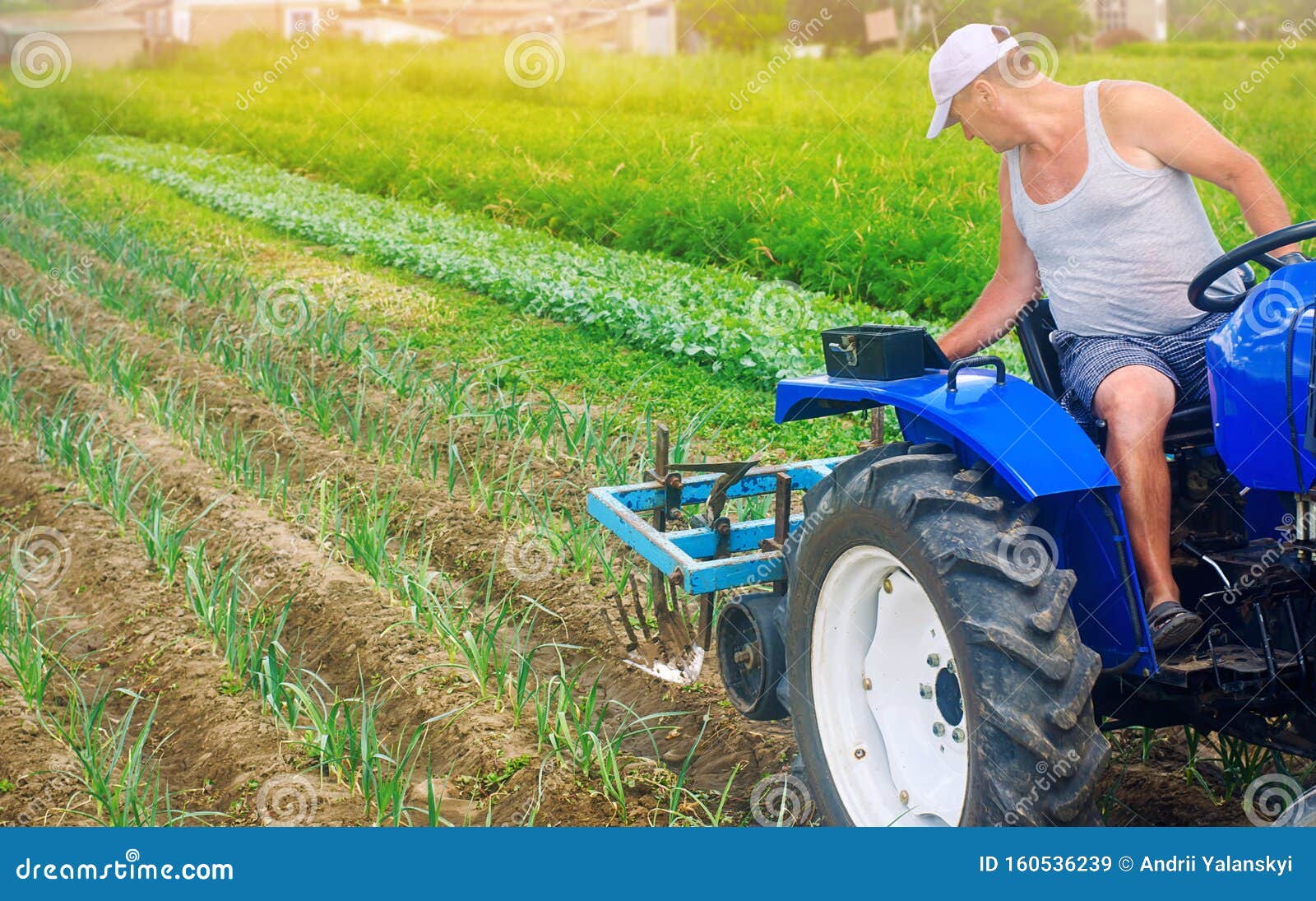 a farmer on a tractor plows a field. vegetable rows of leeks. plowing field. seasonal farm work. agriculture crops. farming,