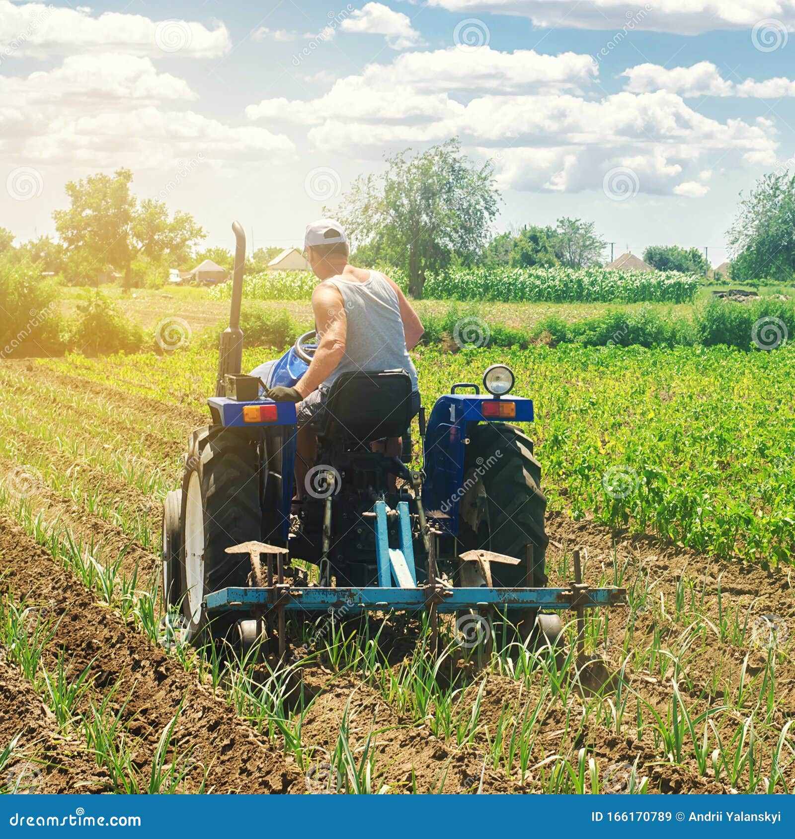 A Farmer On A Tractor Plows A Field Vegetable Rows Of Leeks Plowing Field Seasonal Farm Work 