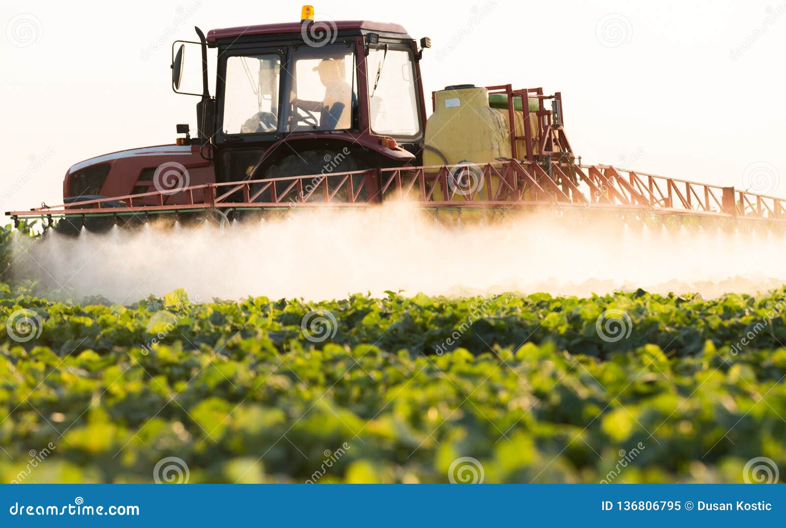 farmer on a tractor with a sprayer makes fertilizer for young vegetable