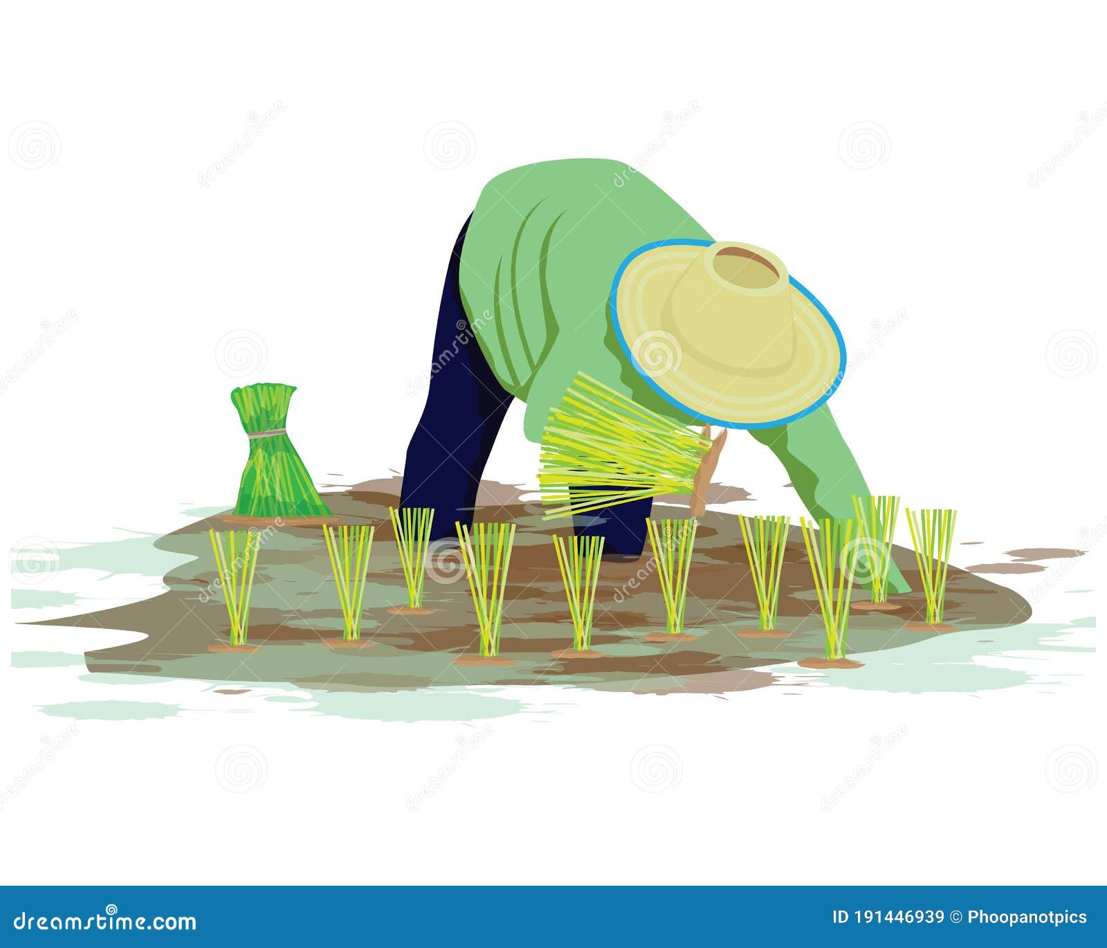 Farmer Transplant Rice Seeding Vector Design Stock Vector ...