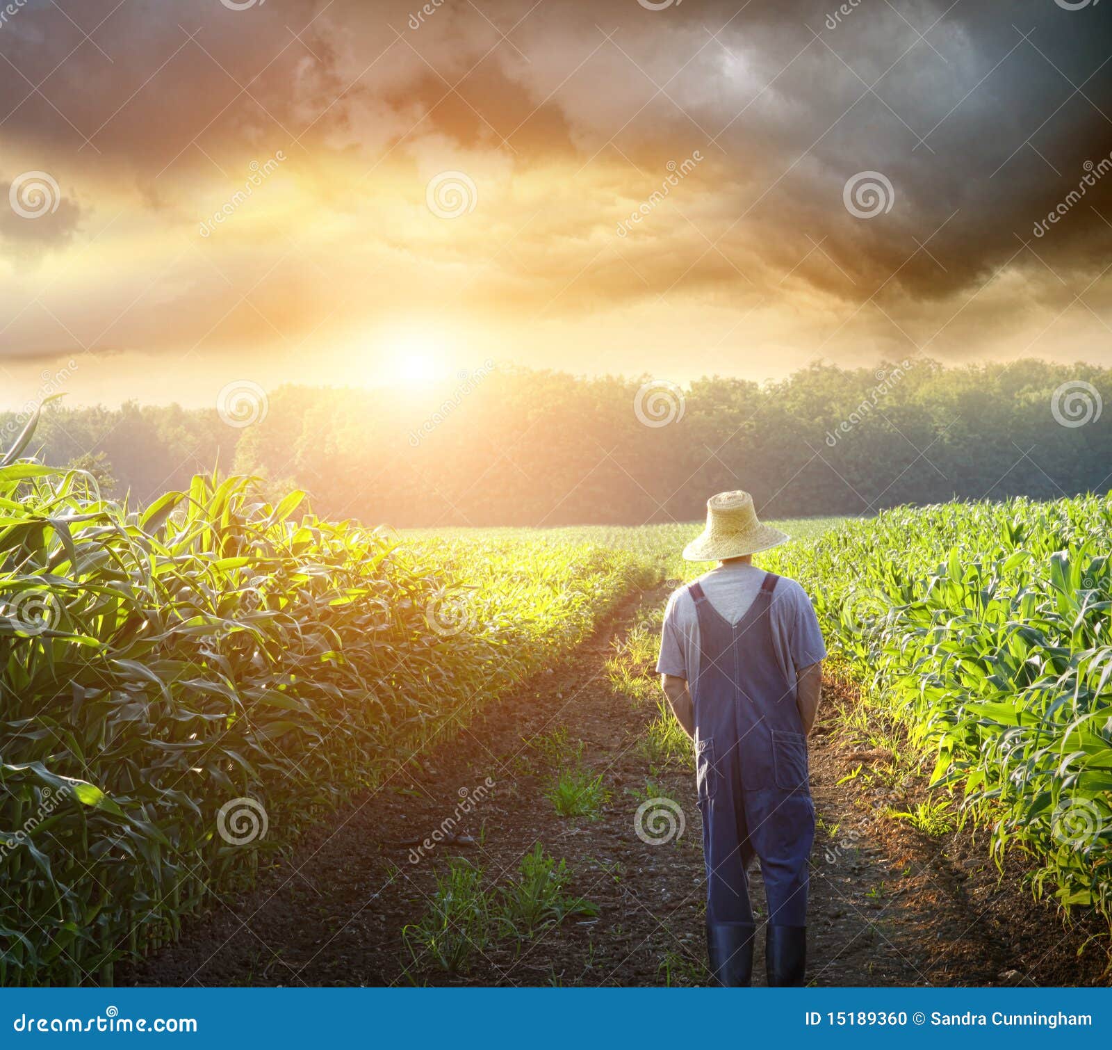 farmer walking in corn fields at sunset