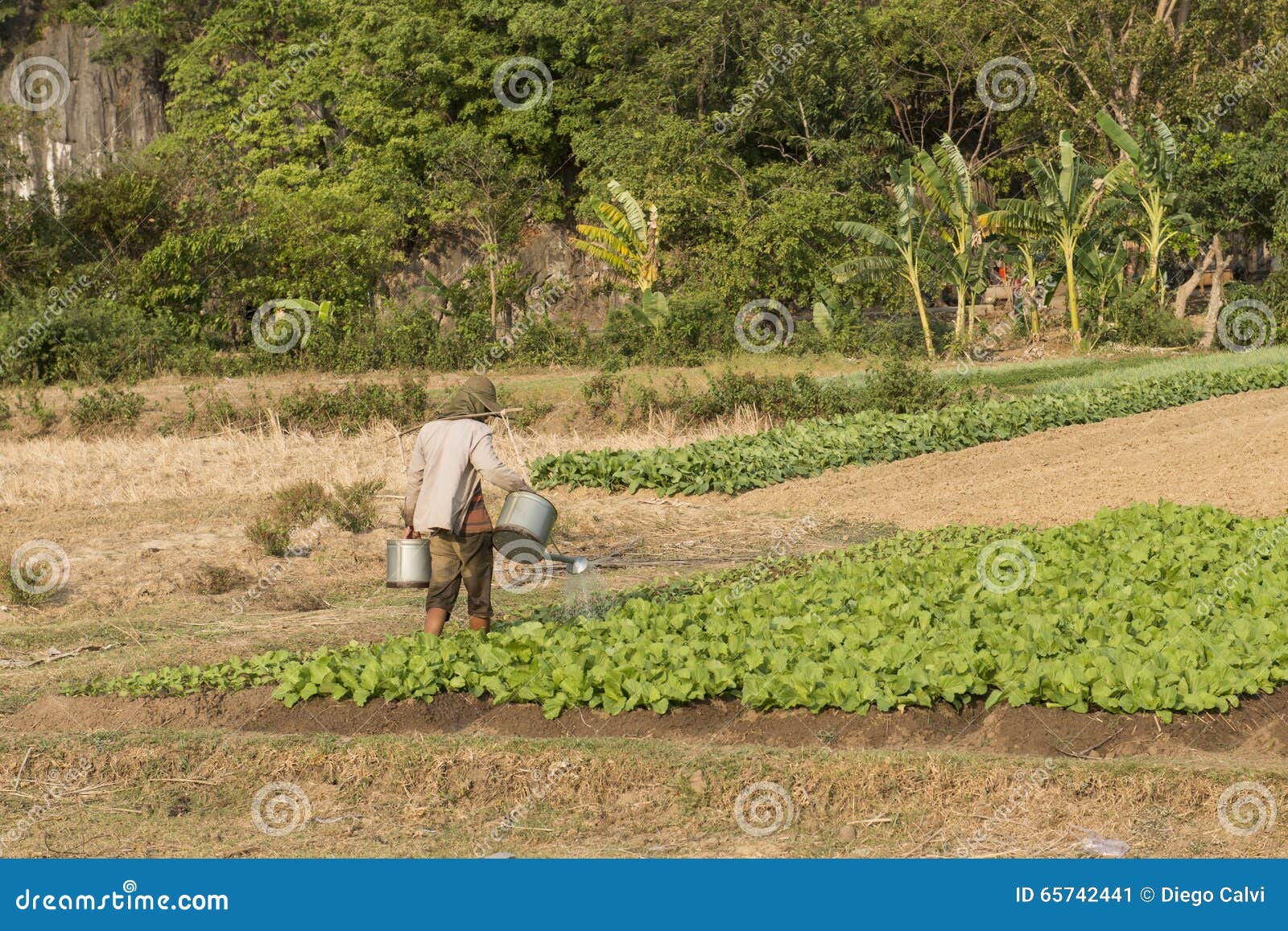 farmer watering a farm field. kampot, cambodia