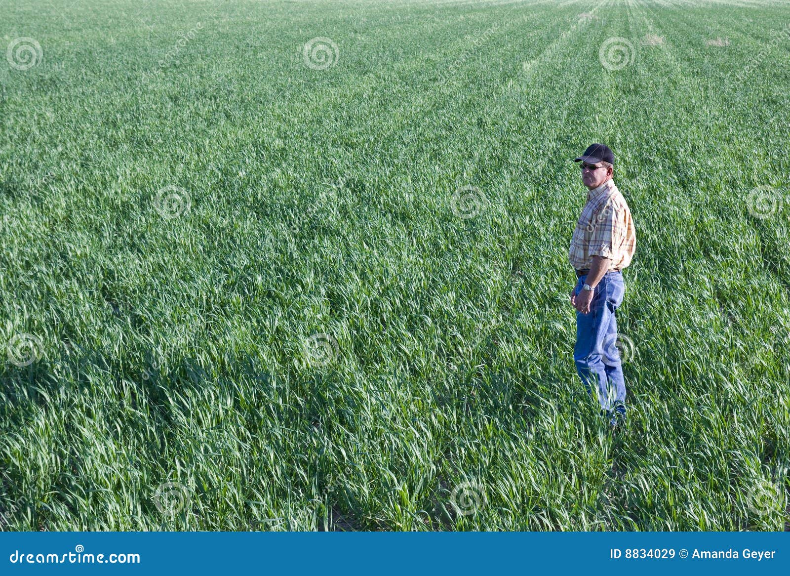 Farmer in wheat field stock image. Image of agronomics 8834029