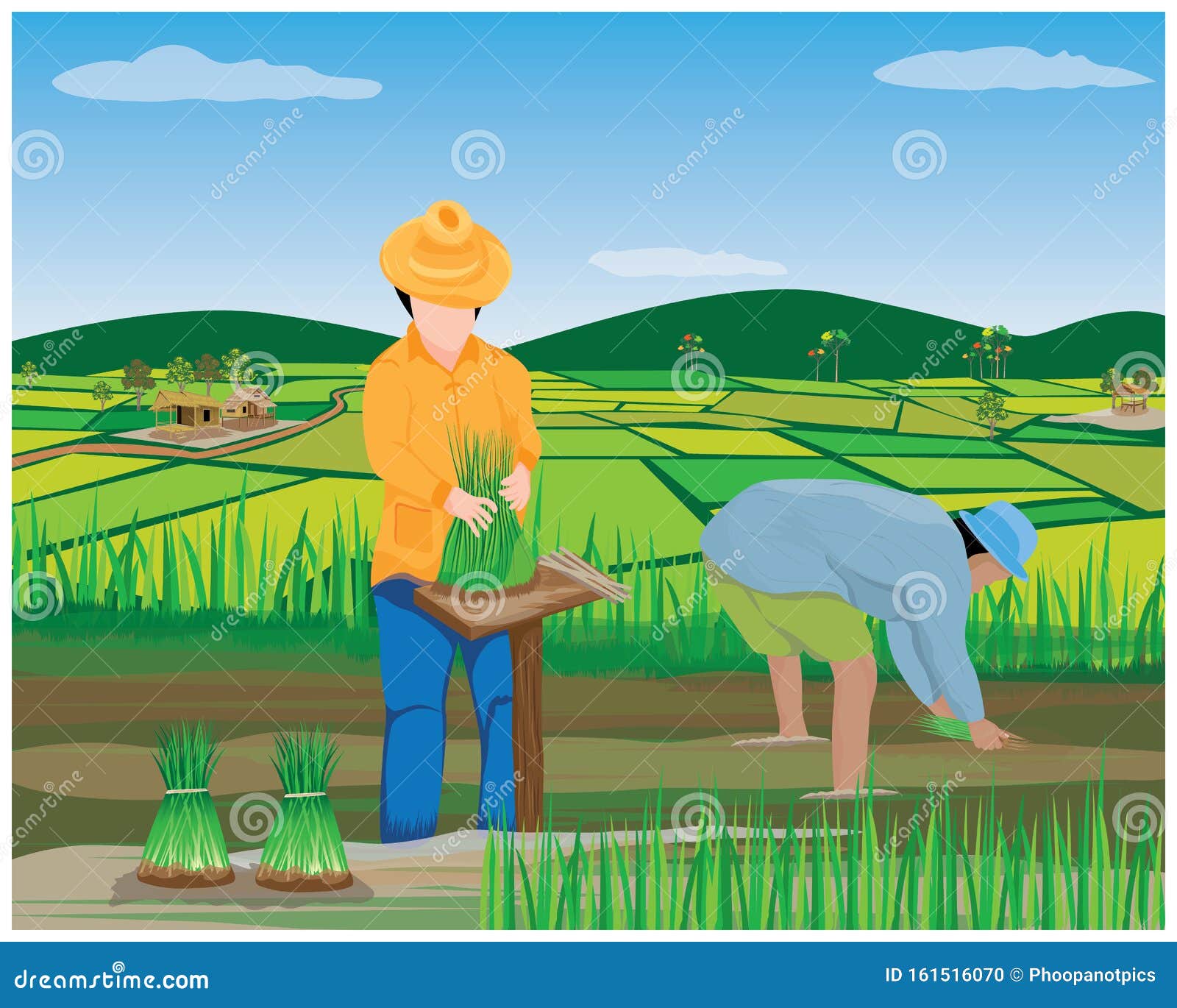 Farmer work in paddy field stock vector. Illustration of people - 161516070