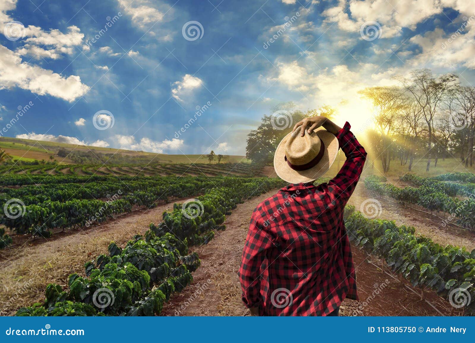 farmer working on coffee field at sunset outdoor