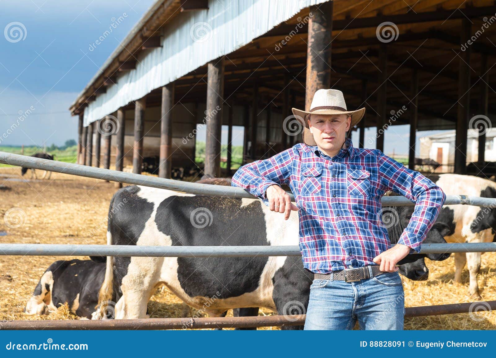 Farmer Working on Farm with Dairy Cows Stock Image Image of country