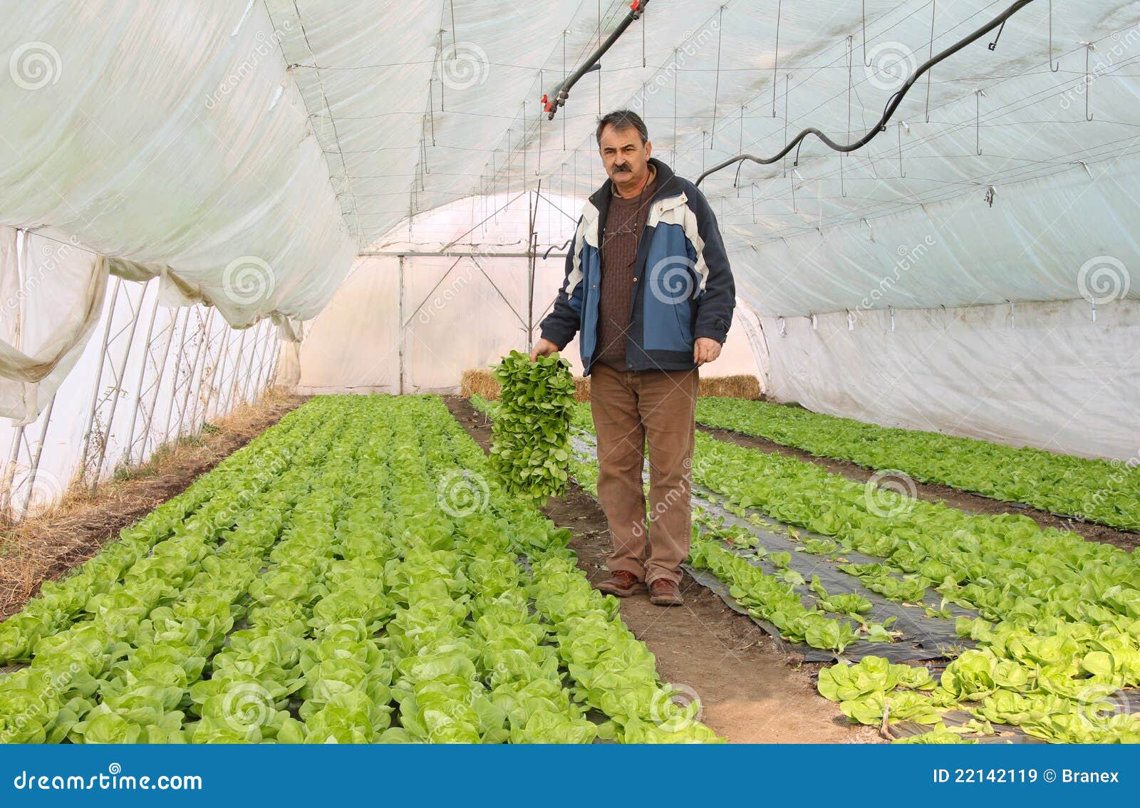 Farmer Working in a Greenhouse Stock Image Image of botanical, indoor 22142119
