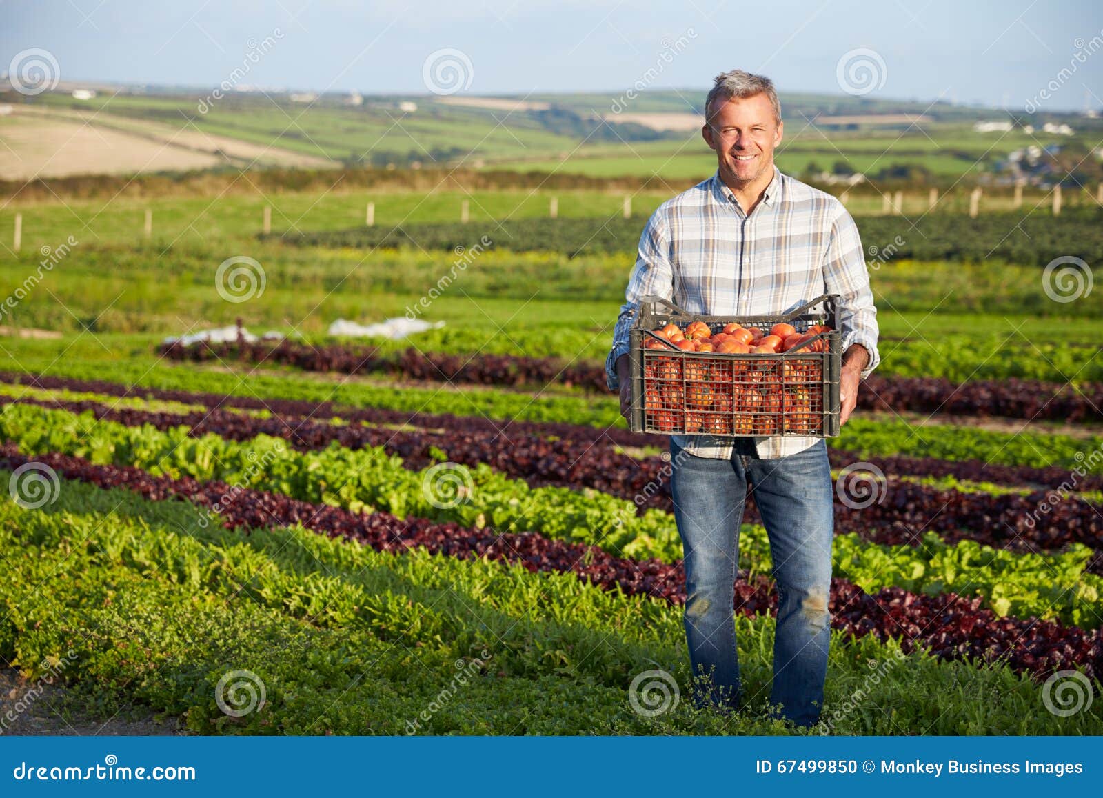 Farmer με την οργανική συγκομιδή ντοματών στο αγρόκτημα