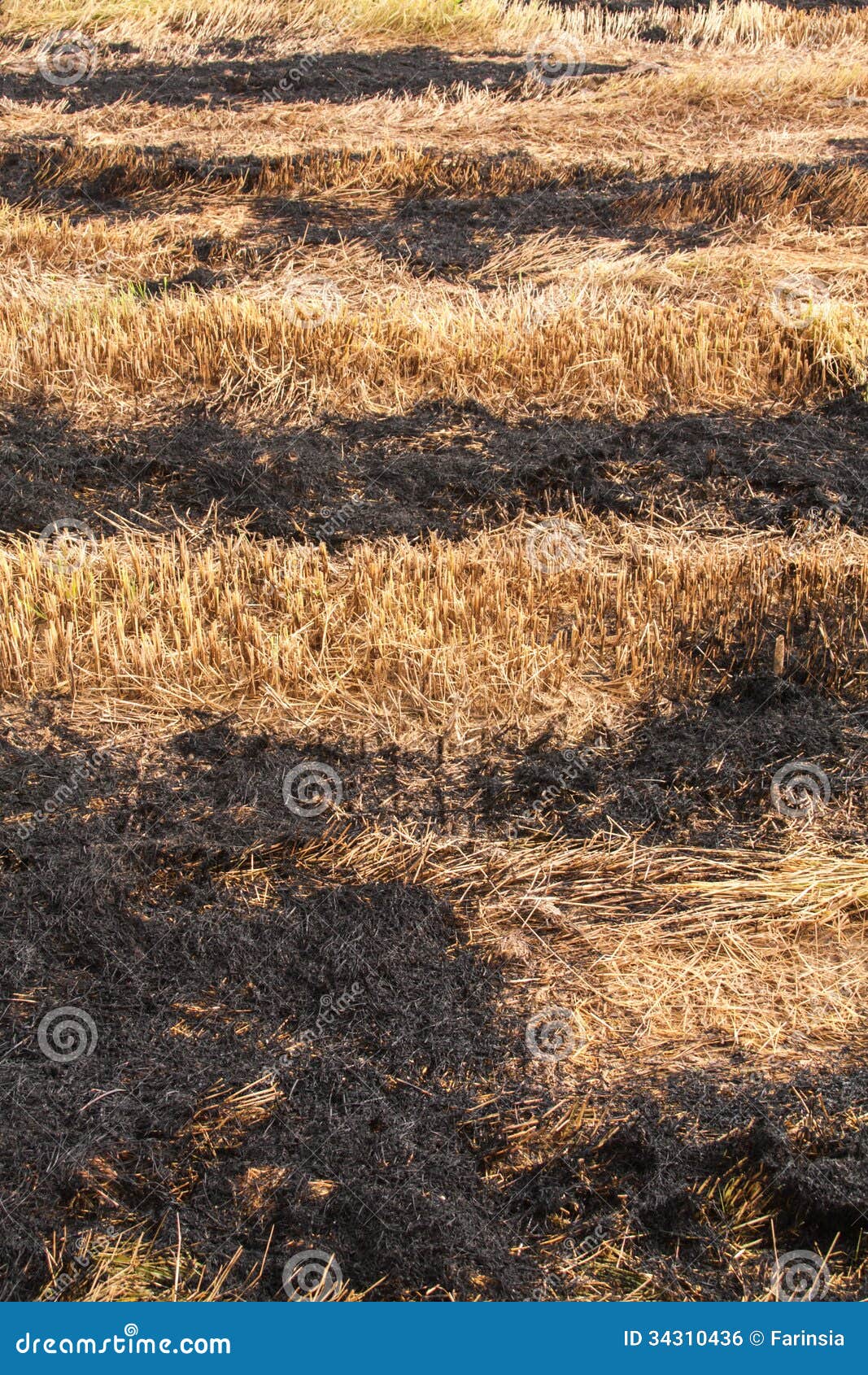 Farmers Burn Straw in the Fields after Harvest Stock Photo Image of