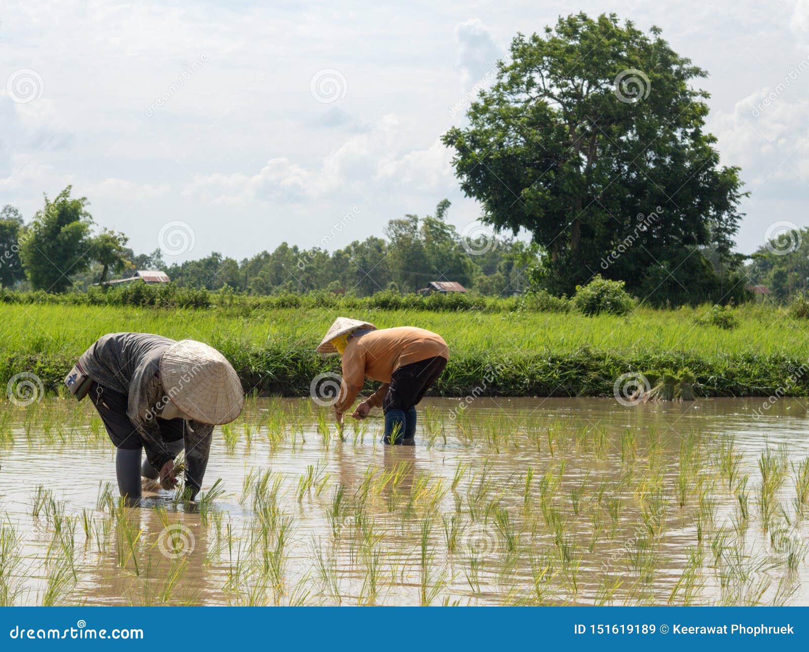 farmers do farming in rice fields