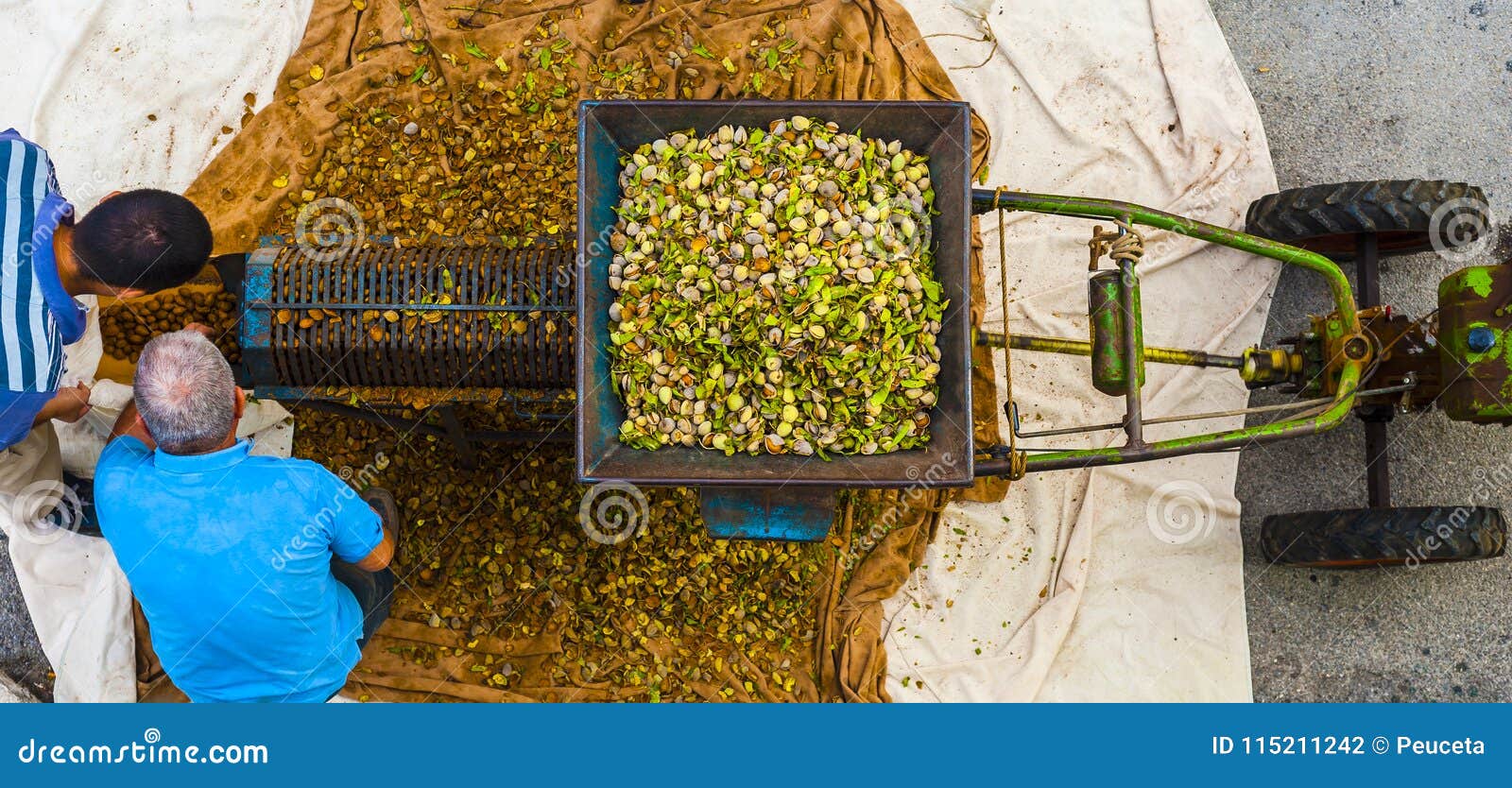 Farmers Harvest the Almonds Editorial Photography Image of process