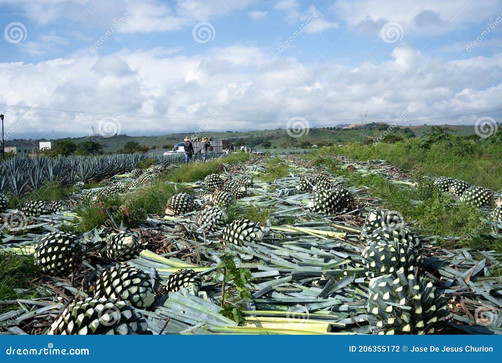 the farmers have already finished cutting or jimar many agave plants.