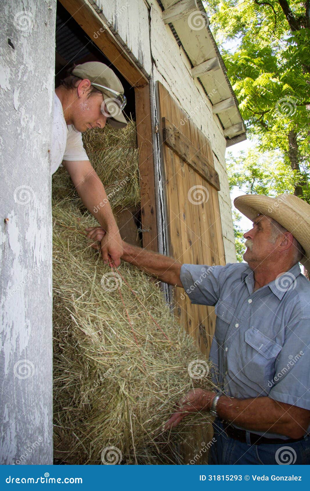 Farmers Loading Hay Into Barn Stock Photos - Image: 31815293