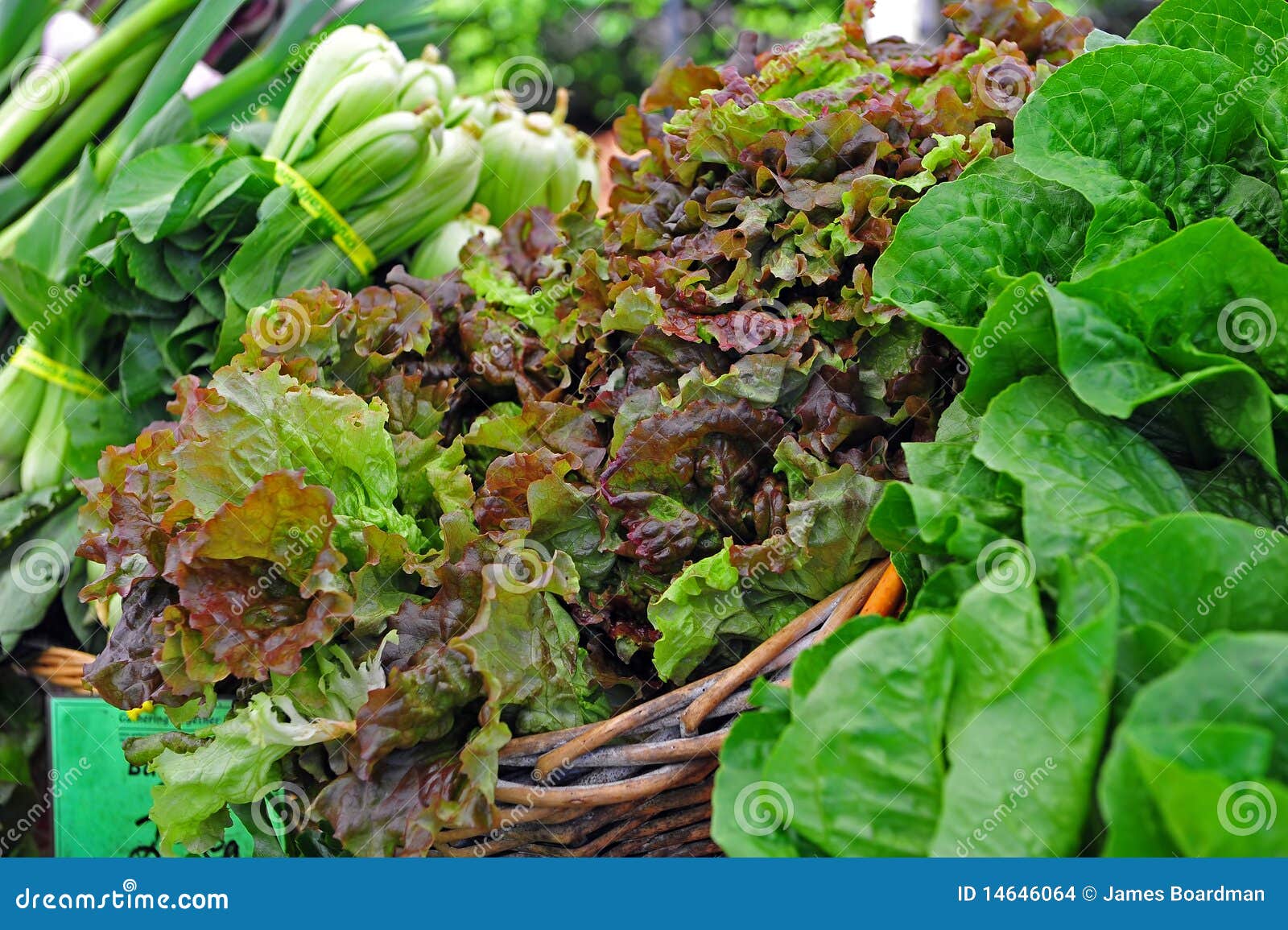 Farmers Market Lettuce stock photo. Image of business 14646064