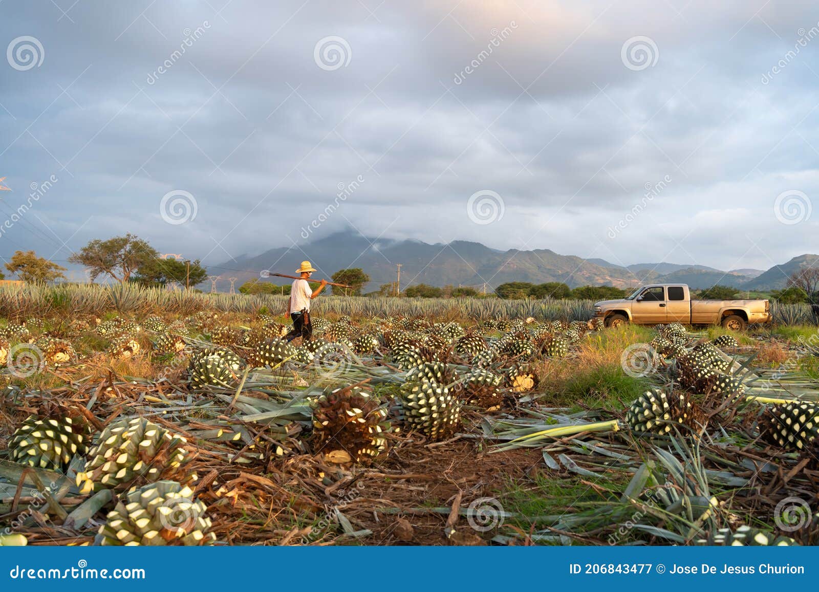 the farmers are passing the agave from the truck to the truck to take it to the factory.