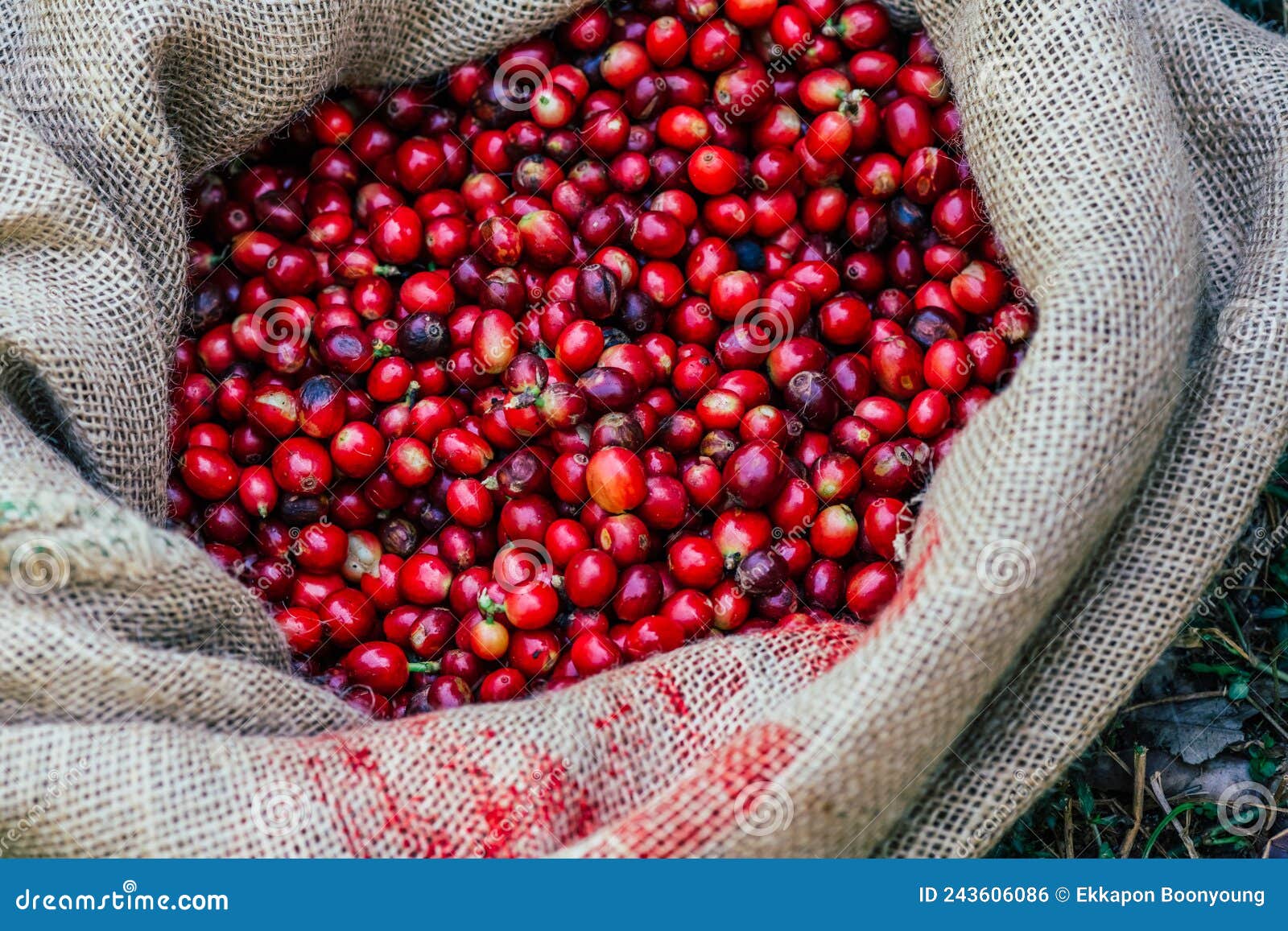 Farmers Picked Fresh Red Coffee Berries from Sacks of Hemp Stock Photo