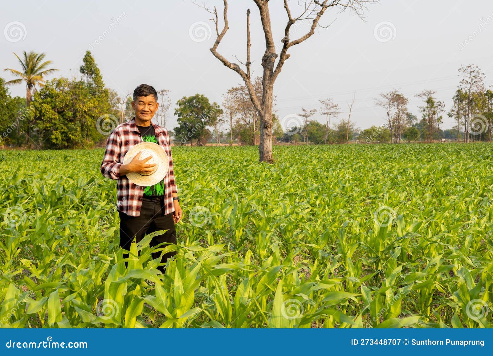 Farmers are Proud of Their Growing Corn Fields Stock Image Image of