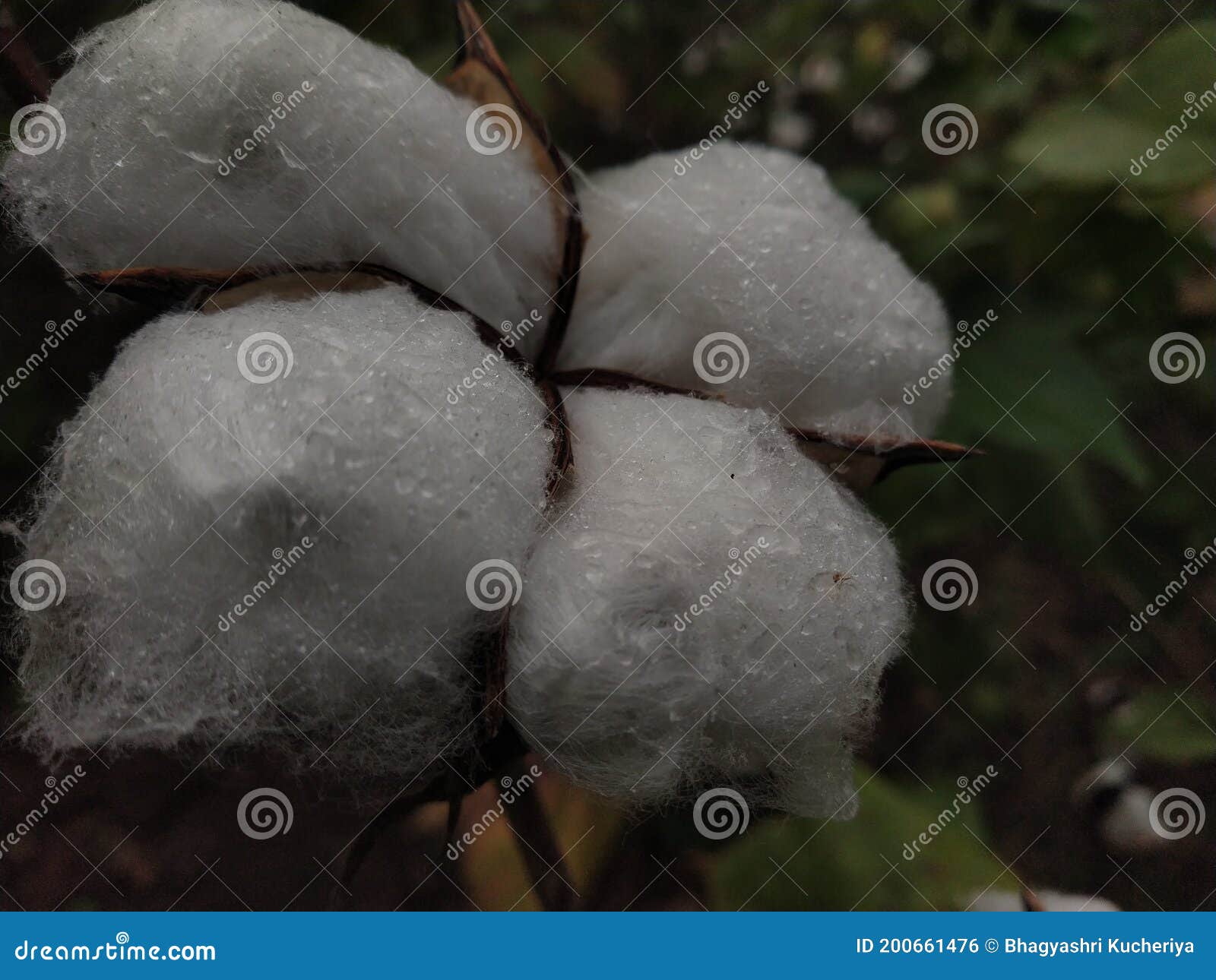 farmers silver.... truly invaluable cotton with dewdrops