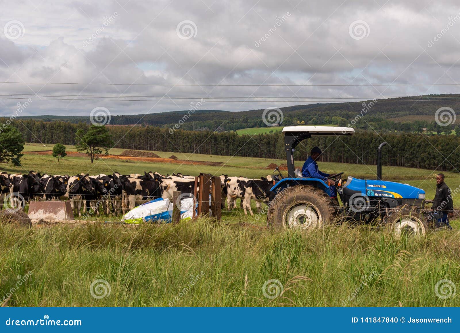 Farmers Using a Tractor To Bring Bags of Feed To Cattle Editorial Image