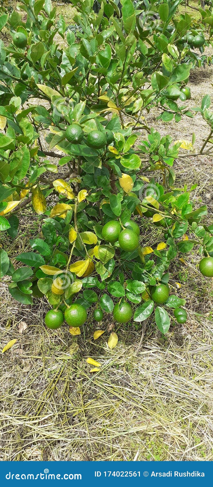 Farmers always Wait when Their Plants Bear Fruit Stock Image Image of