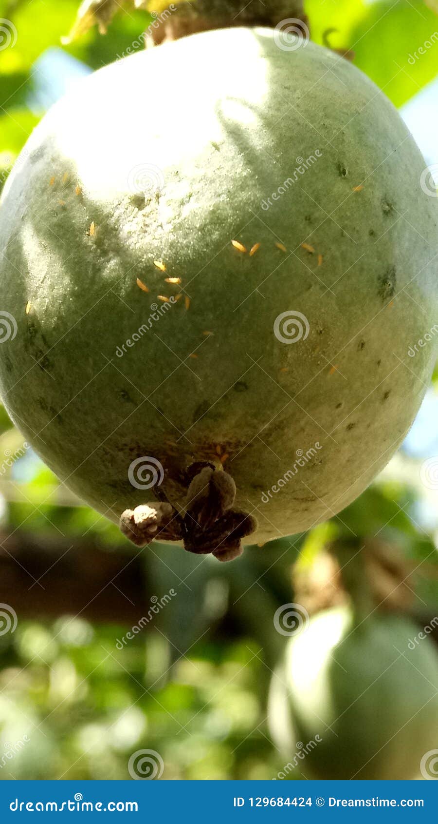 Dangerous Passion Stock Image 2510779