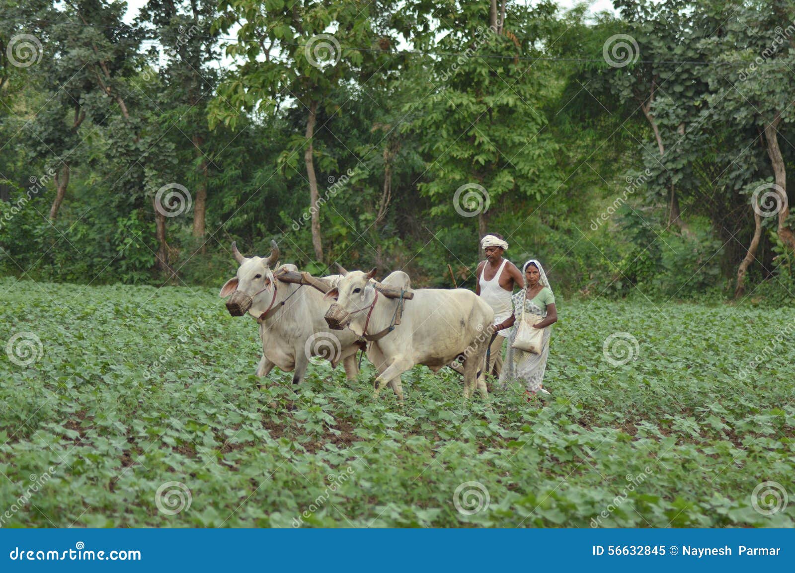 traditional methods of farming in india