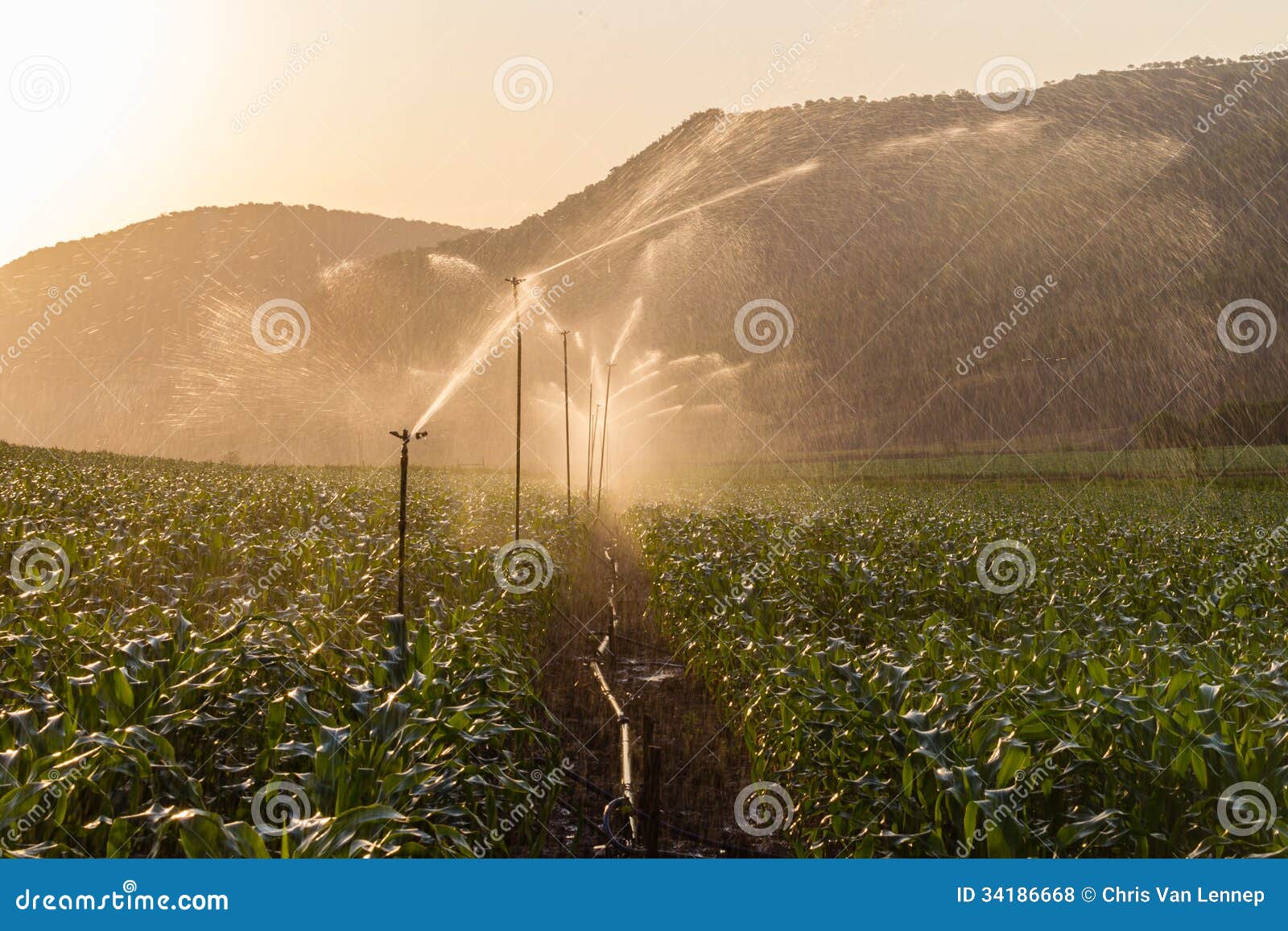 Farm Maize Crop Water Spray Sprinklers Stock Photo Image of food