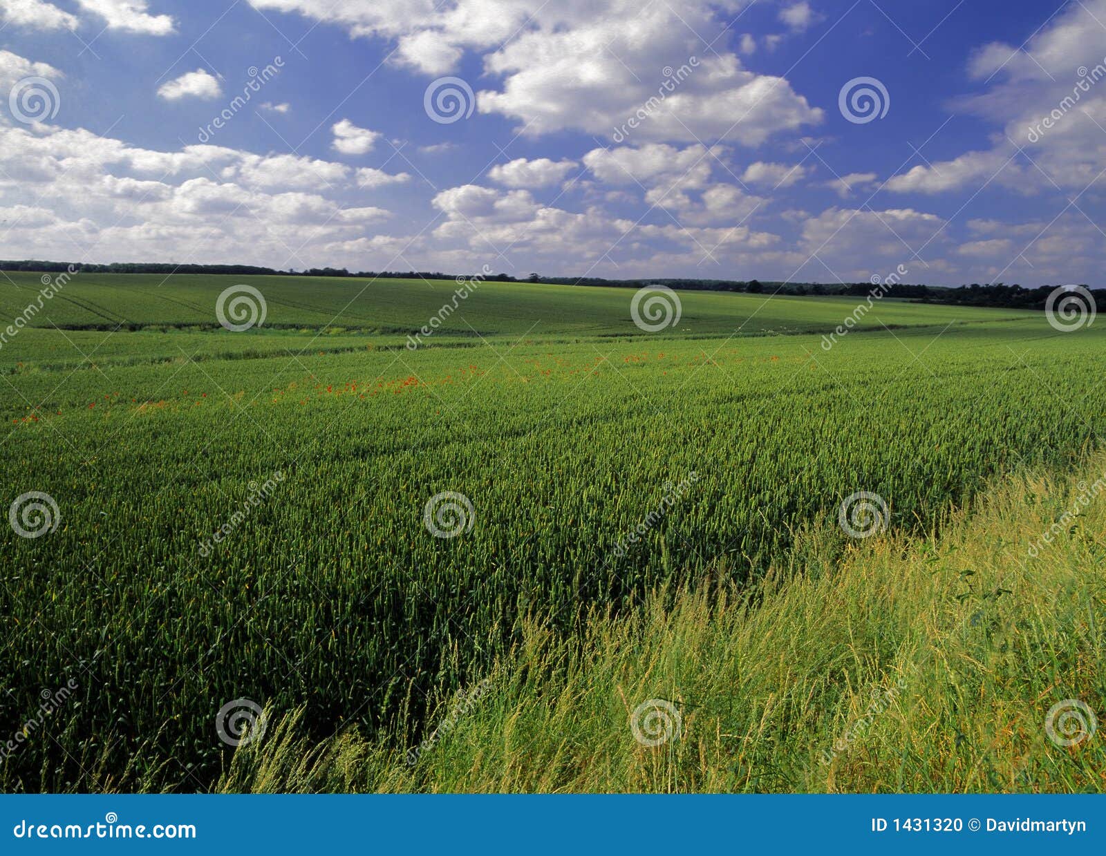 farmland with cereal crops