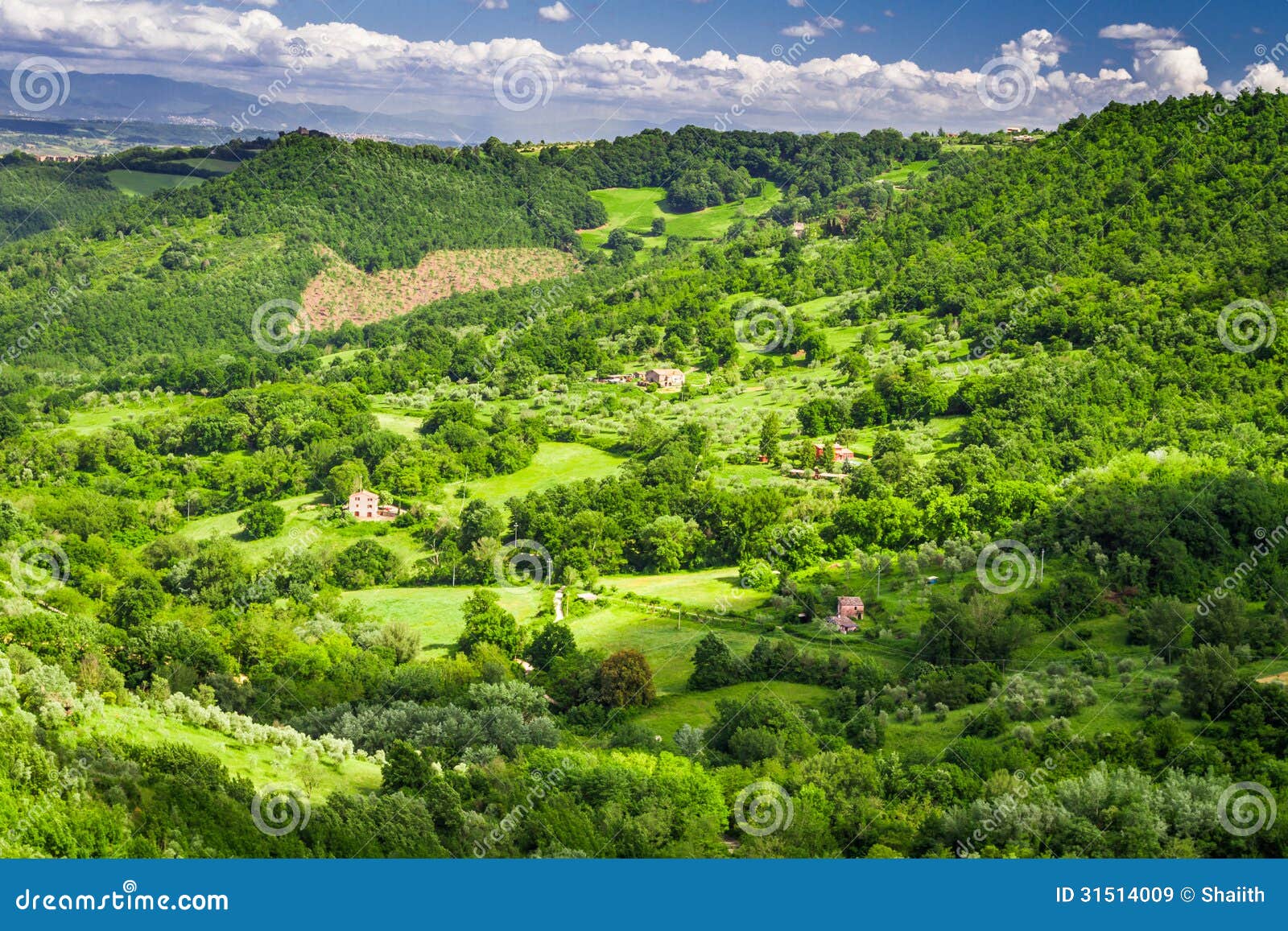 Farms with Fields of Olives and Grapes Stock Image Image of italian