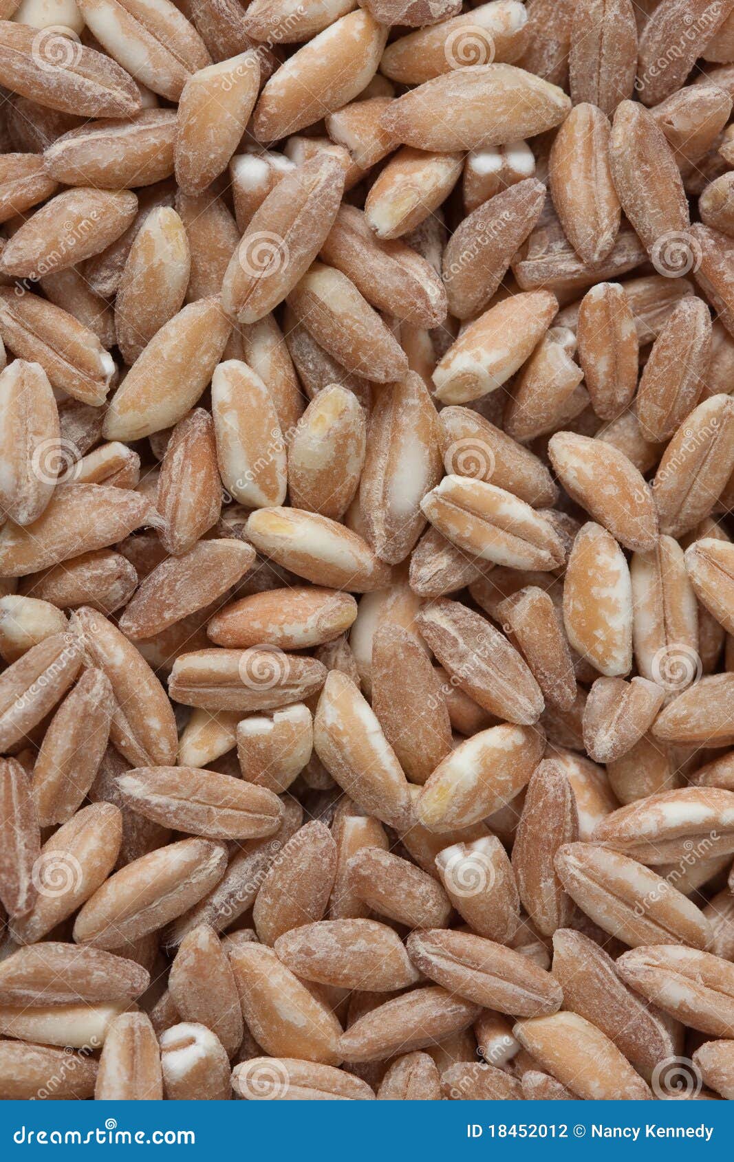 Farro stock photo. Image of grain, italy, close, frame 18452012