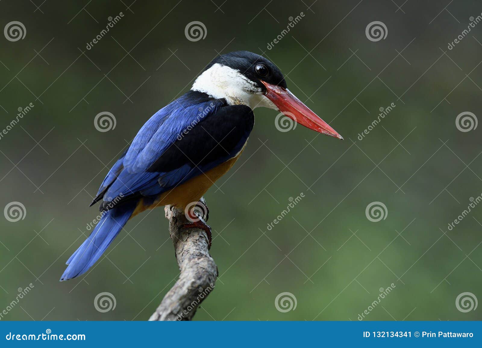 Fascinated Blue Bird with Black Head and Red Bills Happily Sitting on ...