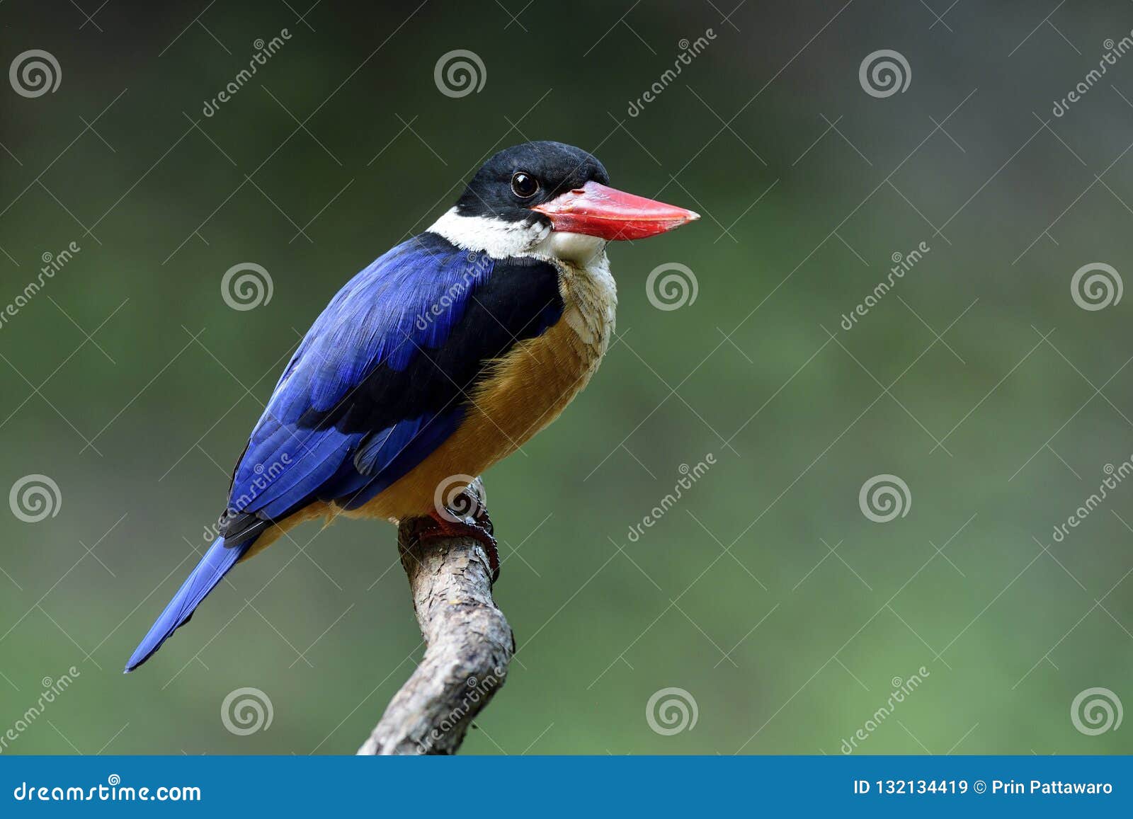 Fascinated Fat Blue Bird with Black Head and Red Bills Happily S Stock ...