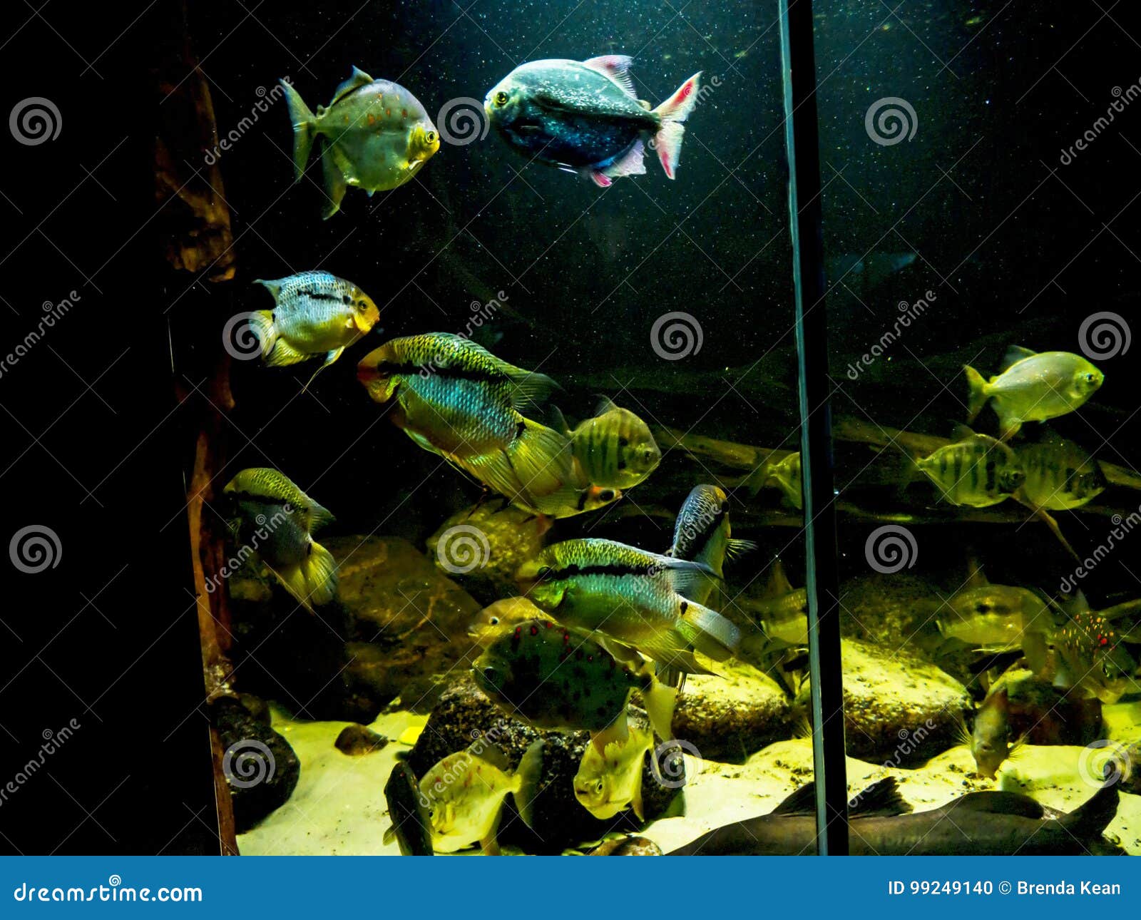 Fascinating Marine Creatures In An Aquarium In Berlin Germany