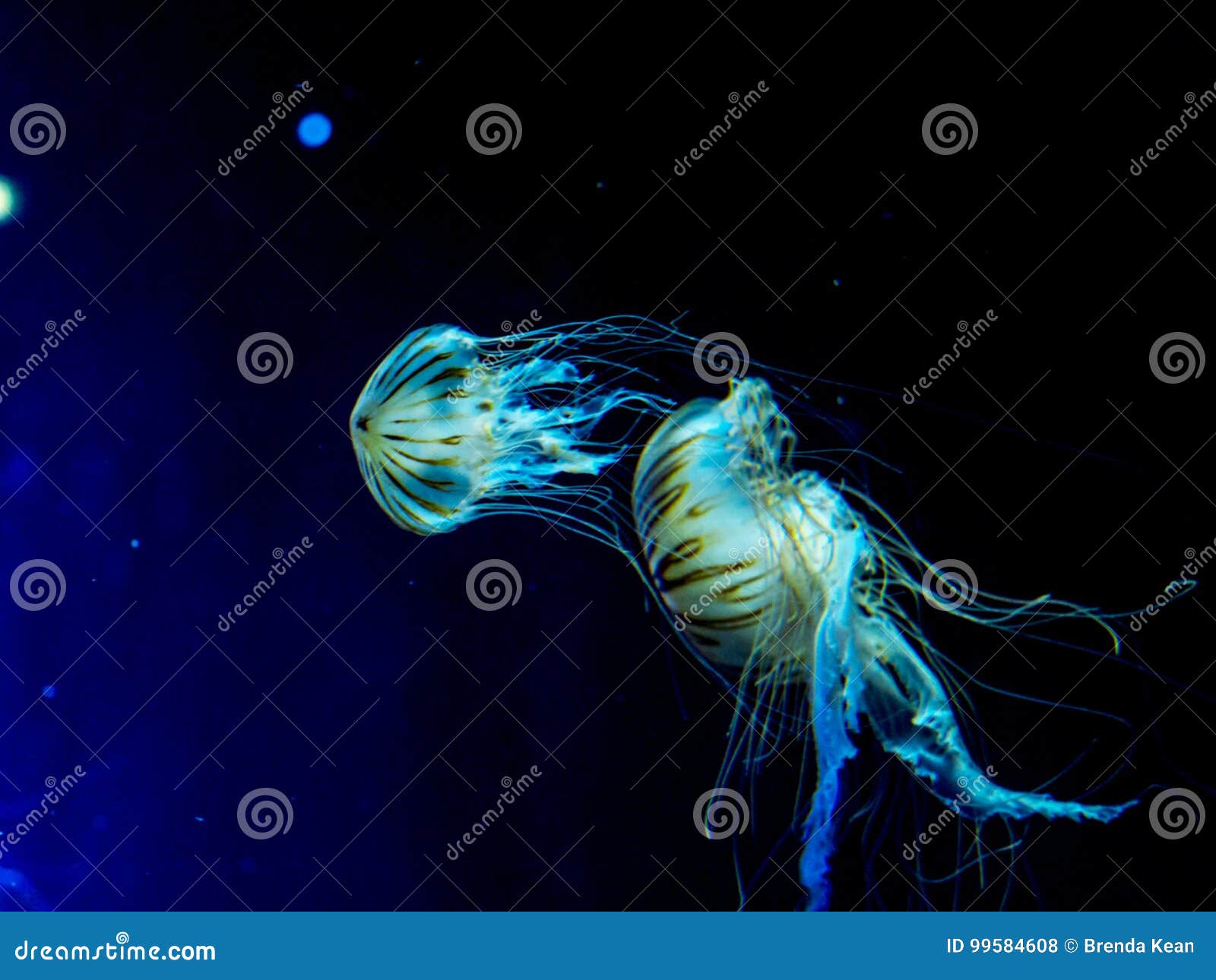 Fascinating Marine Creatures In An Aquarium In Berlin Germany