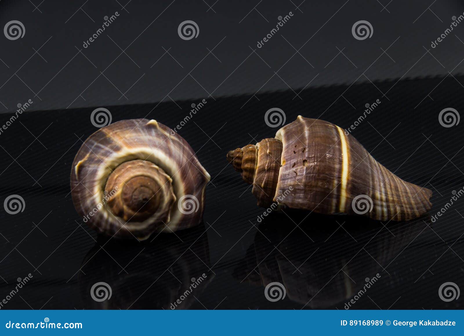 fasciolaria tulipa beautiful sea shell on a black background