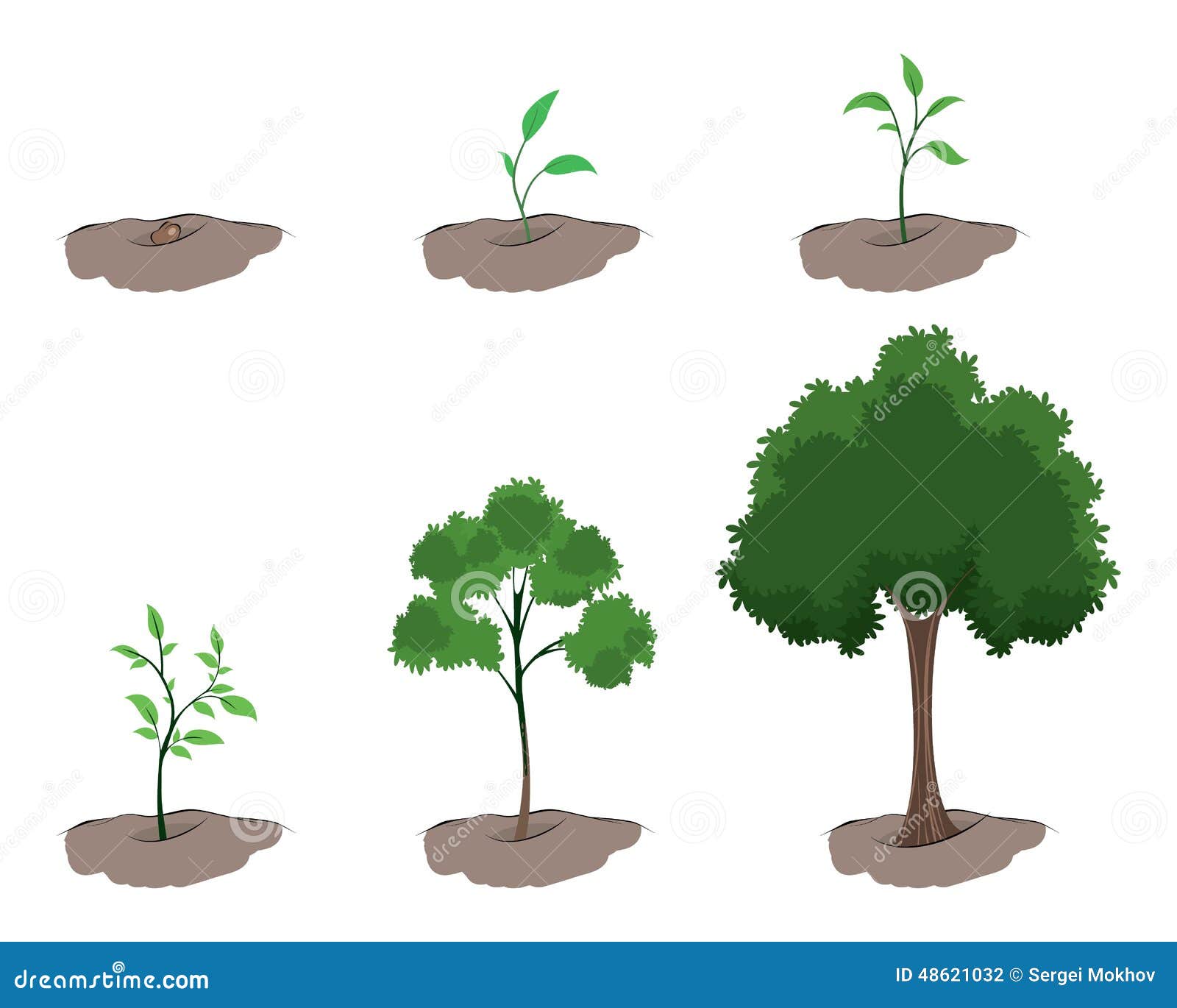 Fase Do Crescimento Da árvore Ilustração do Vetor - Ilustração de ...