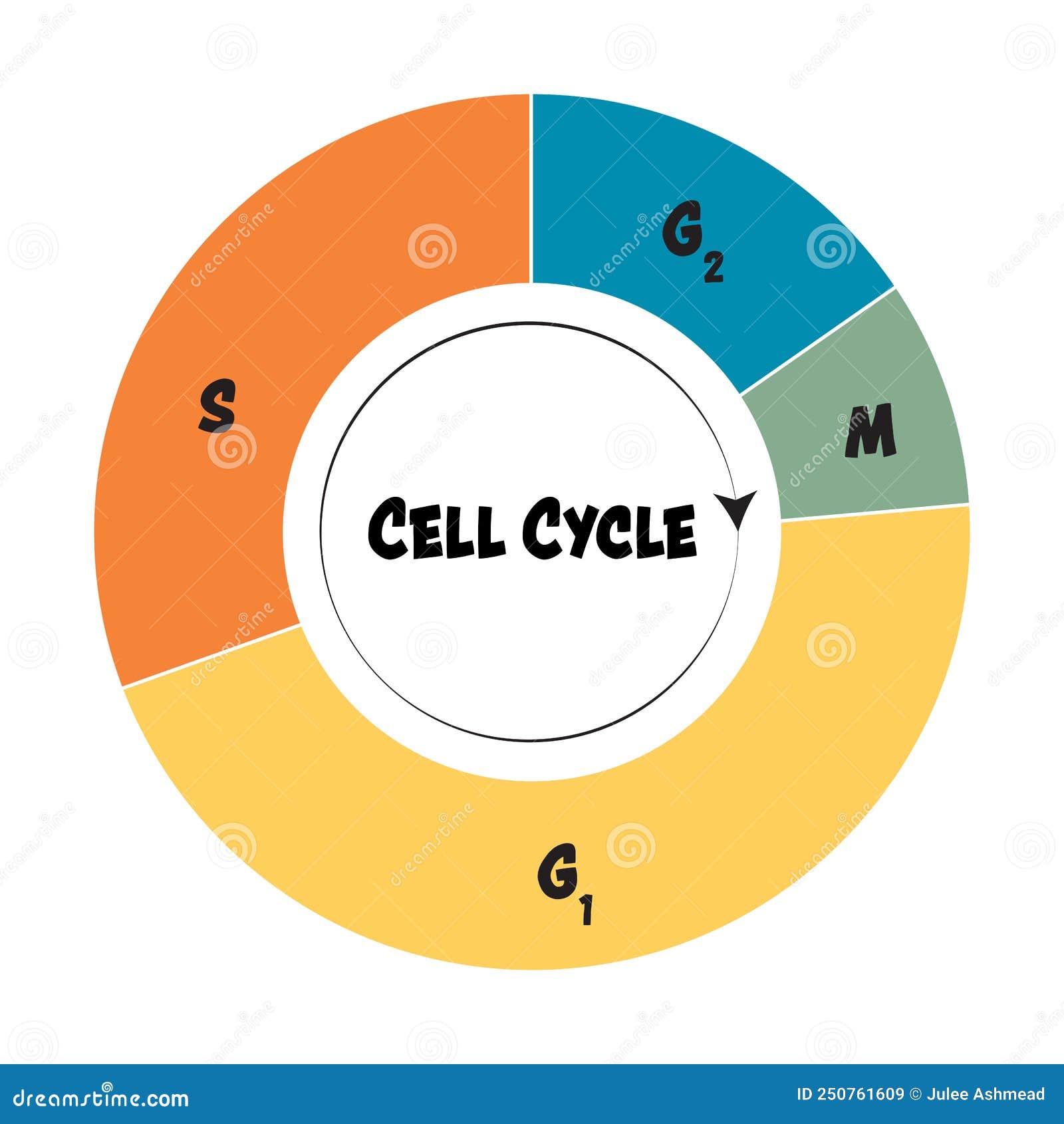 Diagrama do ciclo celular. fases do ciclo celular. ciclo de vida de uma  célula. síntese de dna e divisão celular.