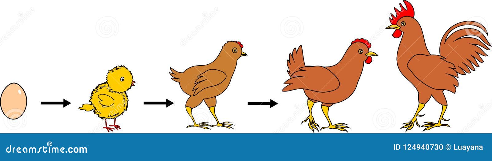 como desenhar uma galinha usando um ovo de maneira rápida e fácil