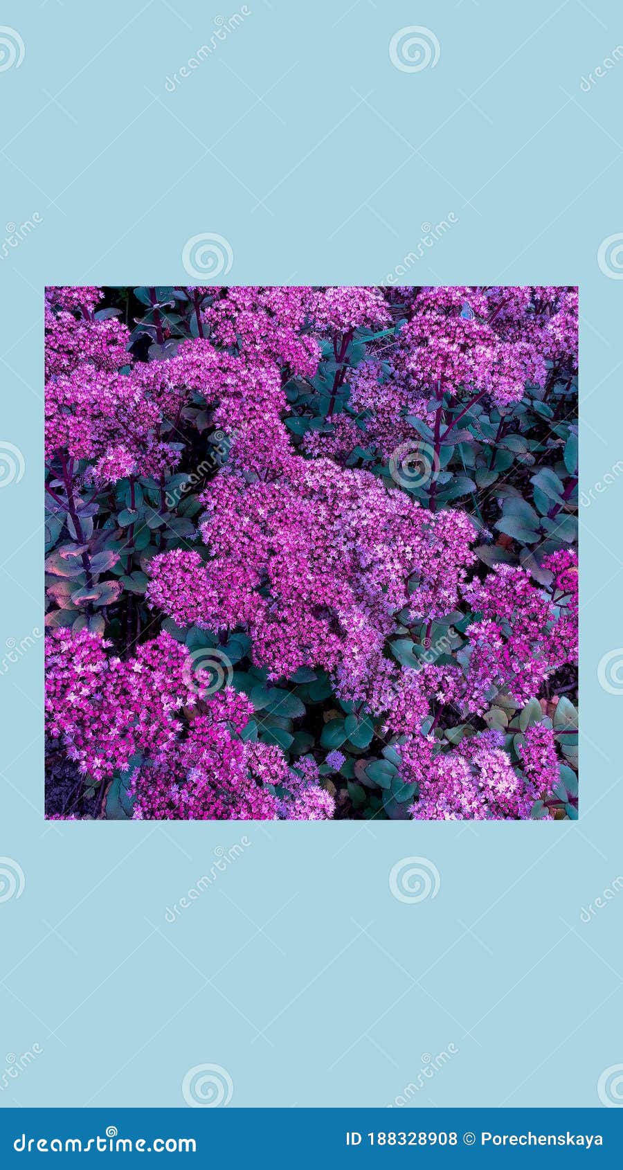 1 568 Bloom Aesthetic Photos Free Royalty Free Stock Photos From Dreamstime