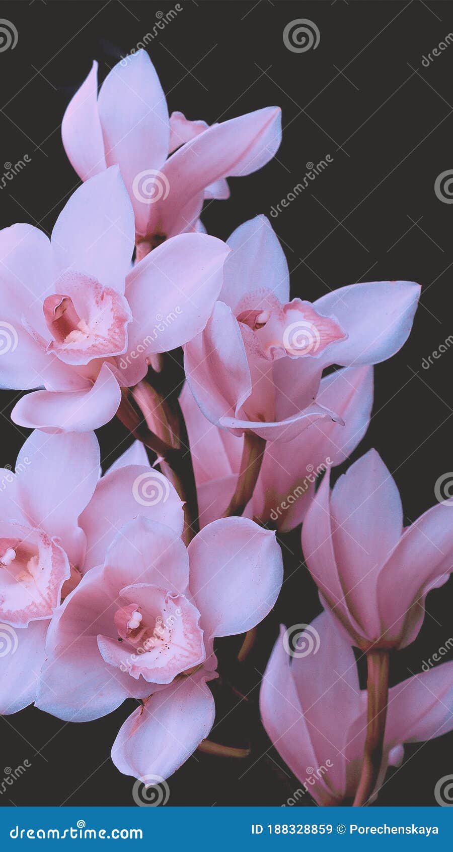 Featured image of post Black Wallpaper For Mobile Flowers : The flower wallpapers also work well as background pictures for your iphone or android smartphone.